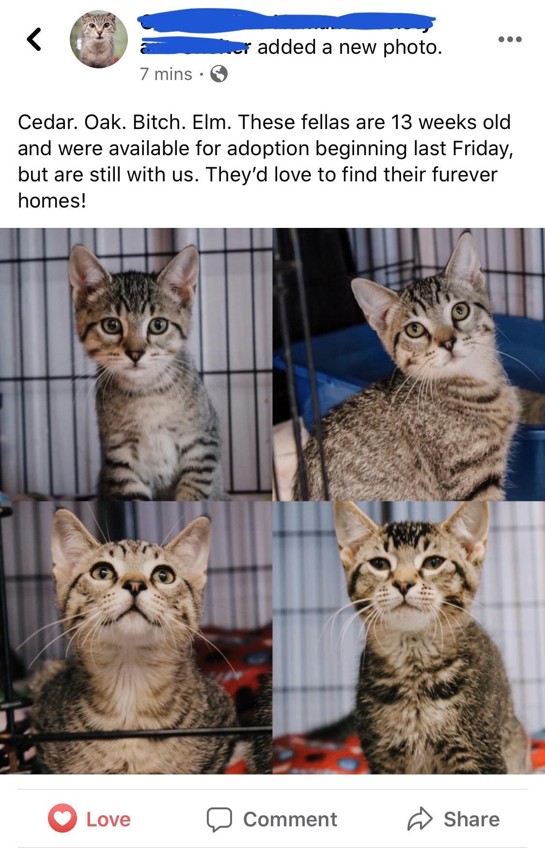 A local animal shelter has some new kittens up for adoption... r/cats