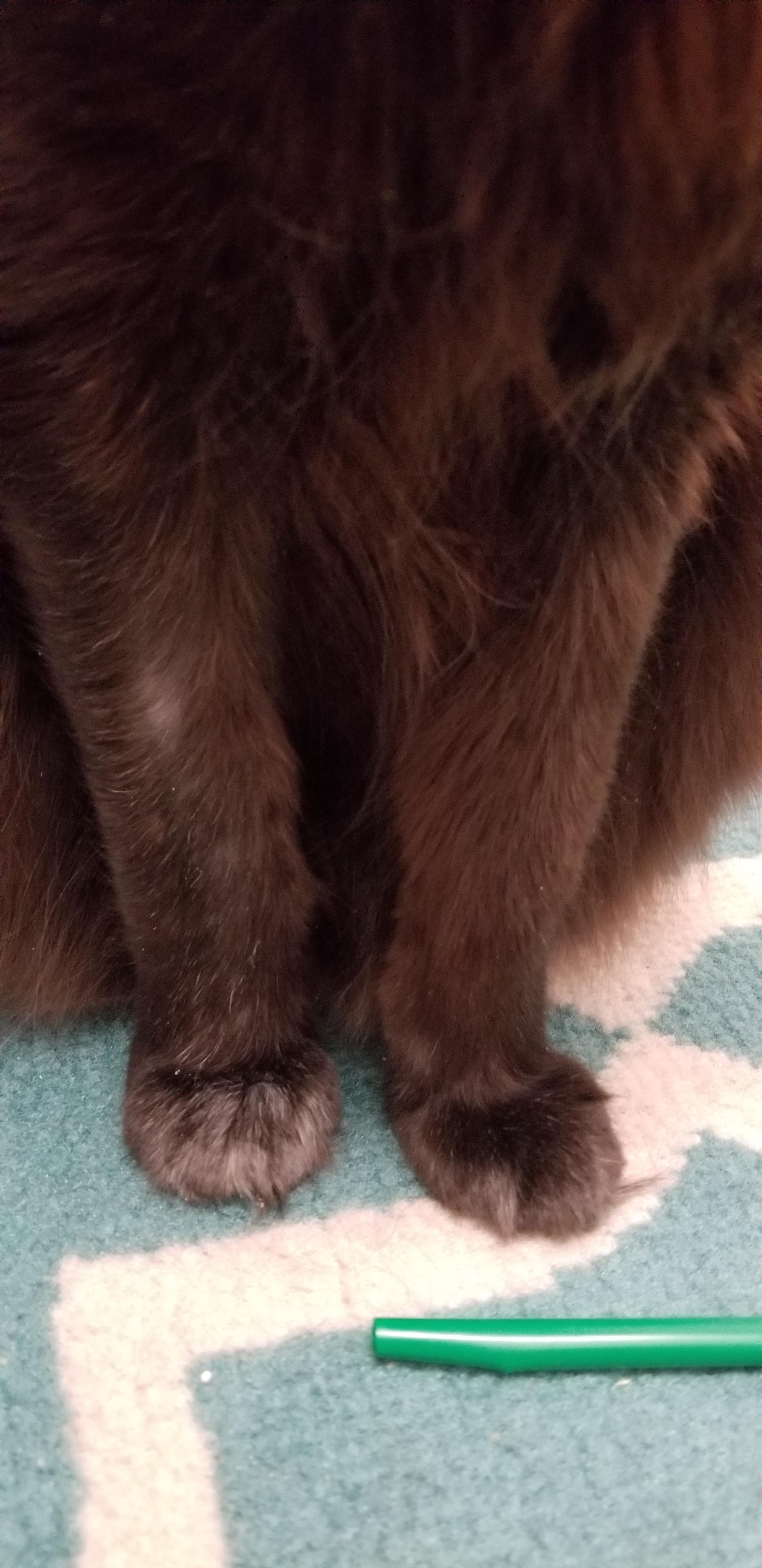 Thinning fur on one leg? r/cats