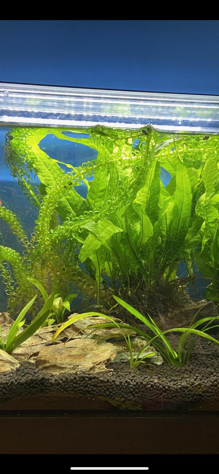 Aquarium plant yellowing leaves at base but new growth on top? Not sure