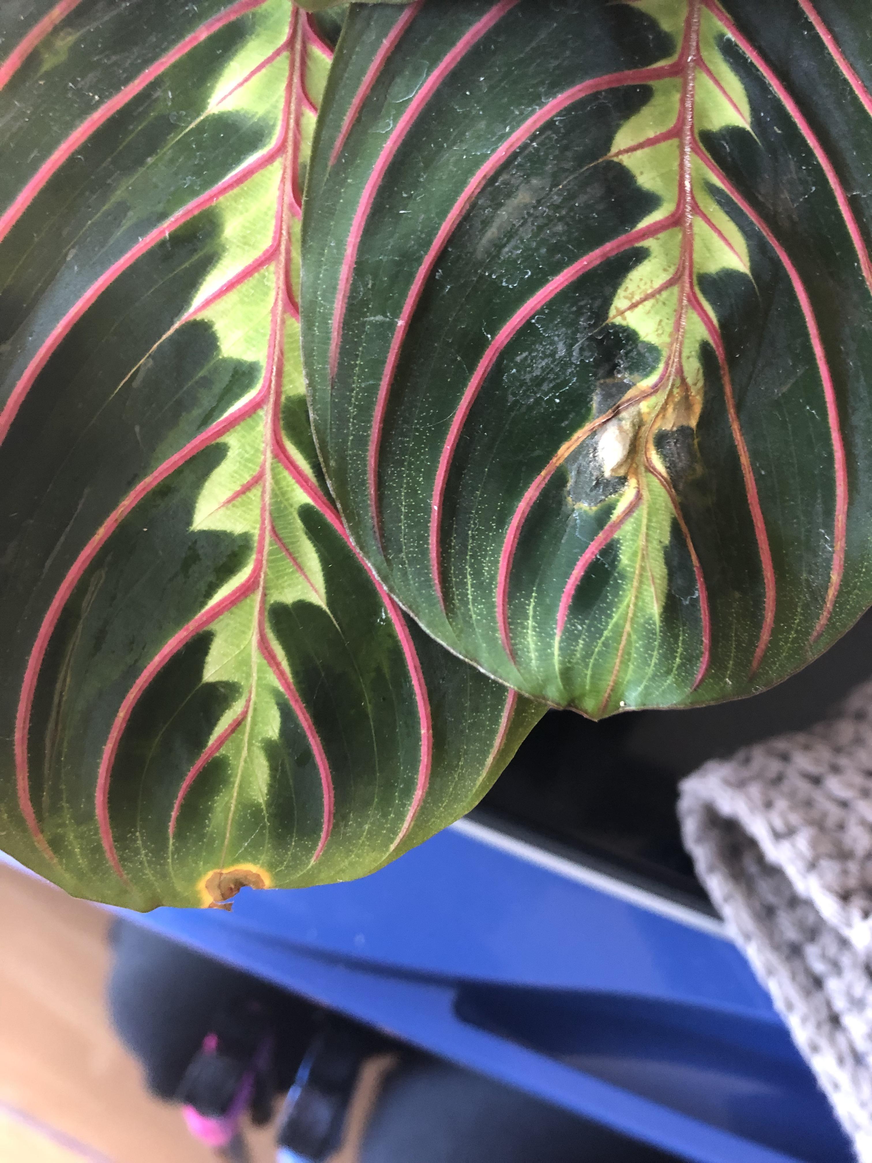 Is my prayer plant okay? r/plantclinic