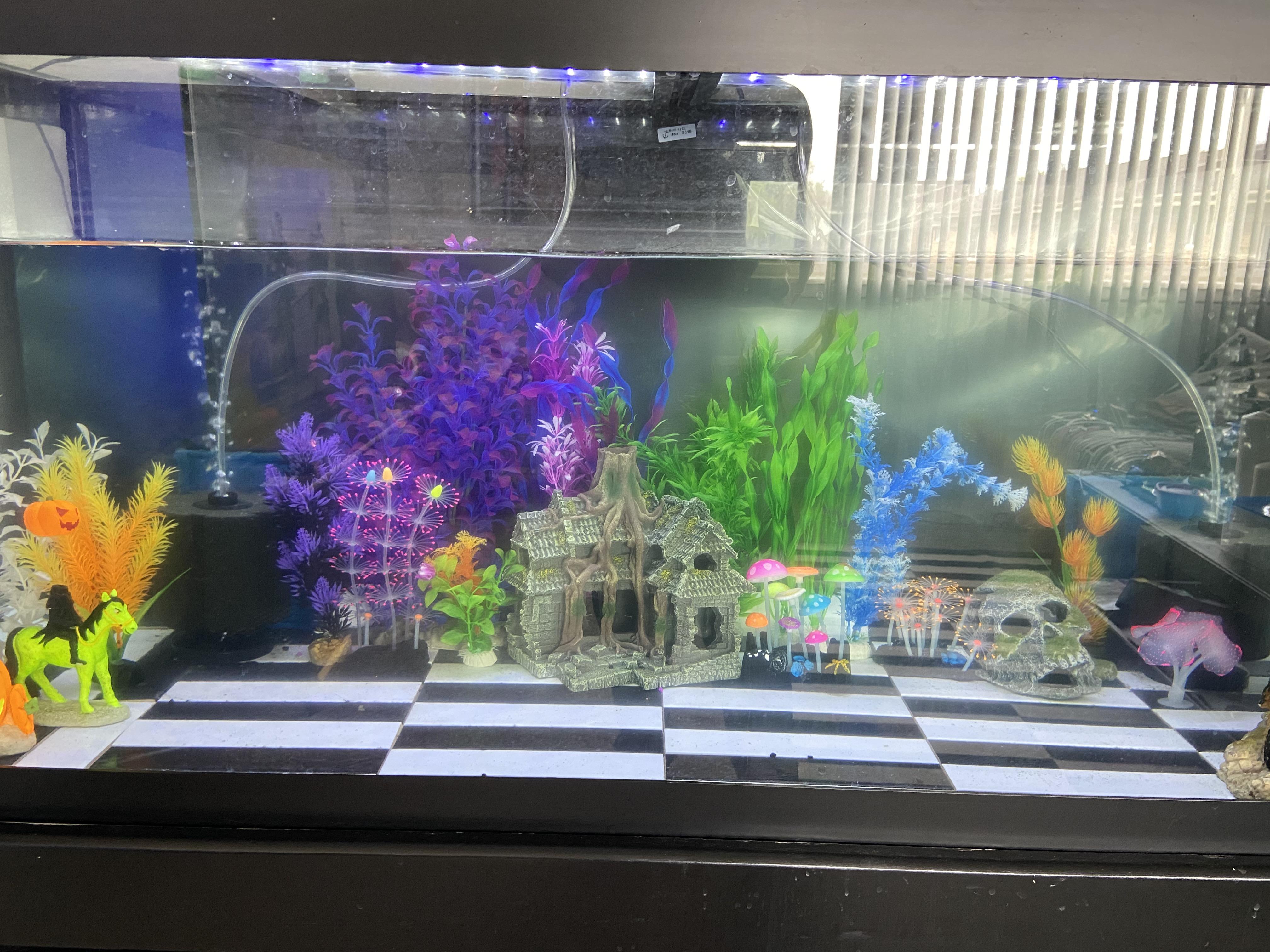 New axolotl tank. So I just put tile in my tank getting ready for my