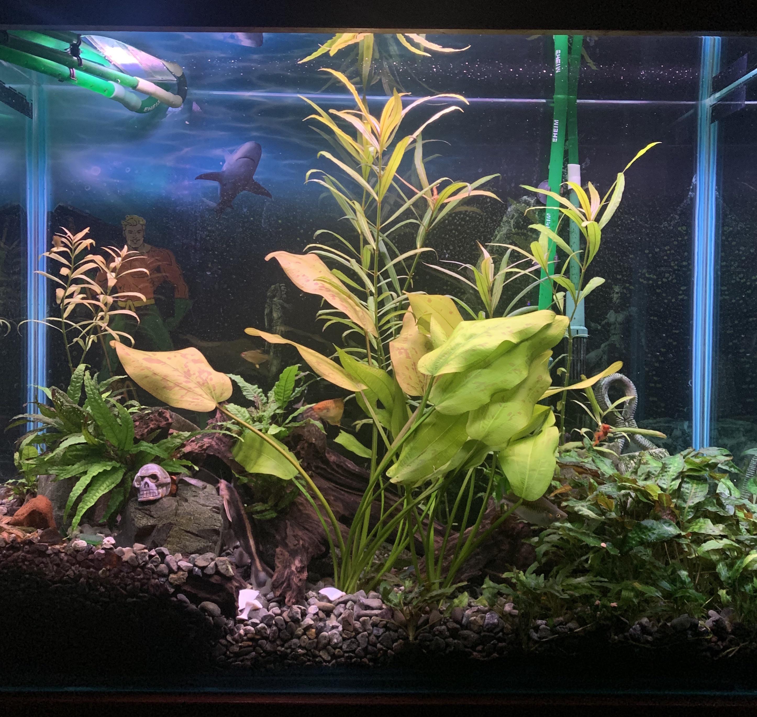 Yikes first ever Reddit post!! This my 250L aquarium. It’s about 4.5