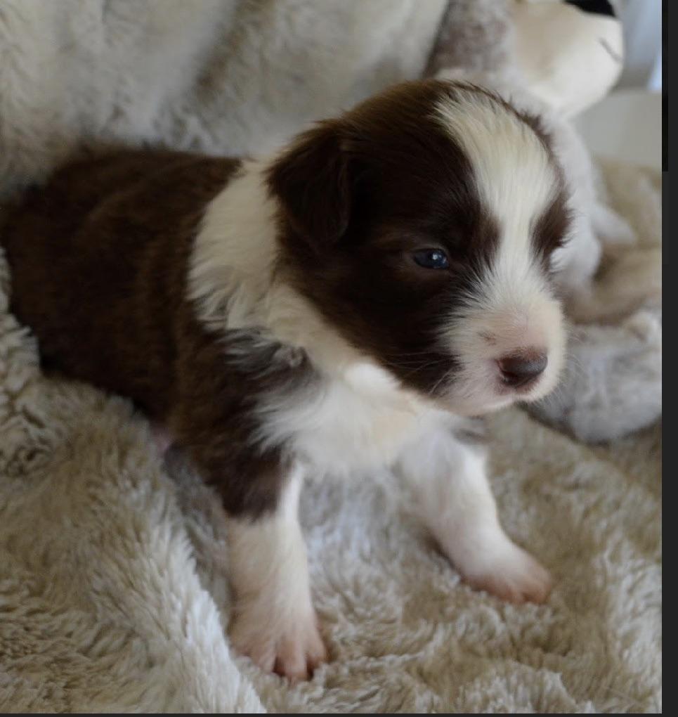 My border collie puppy is now 4 weeks old and slowly starting to look