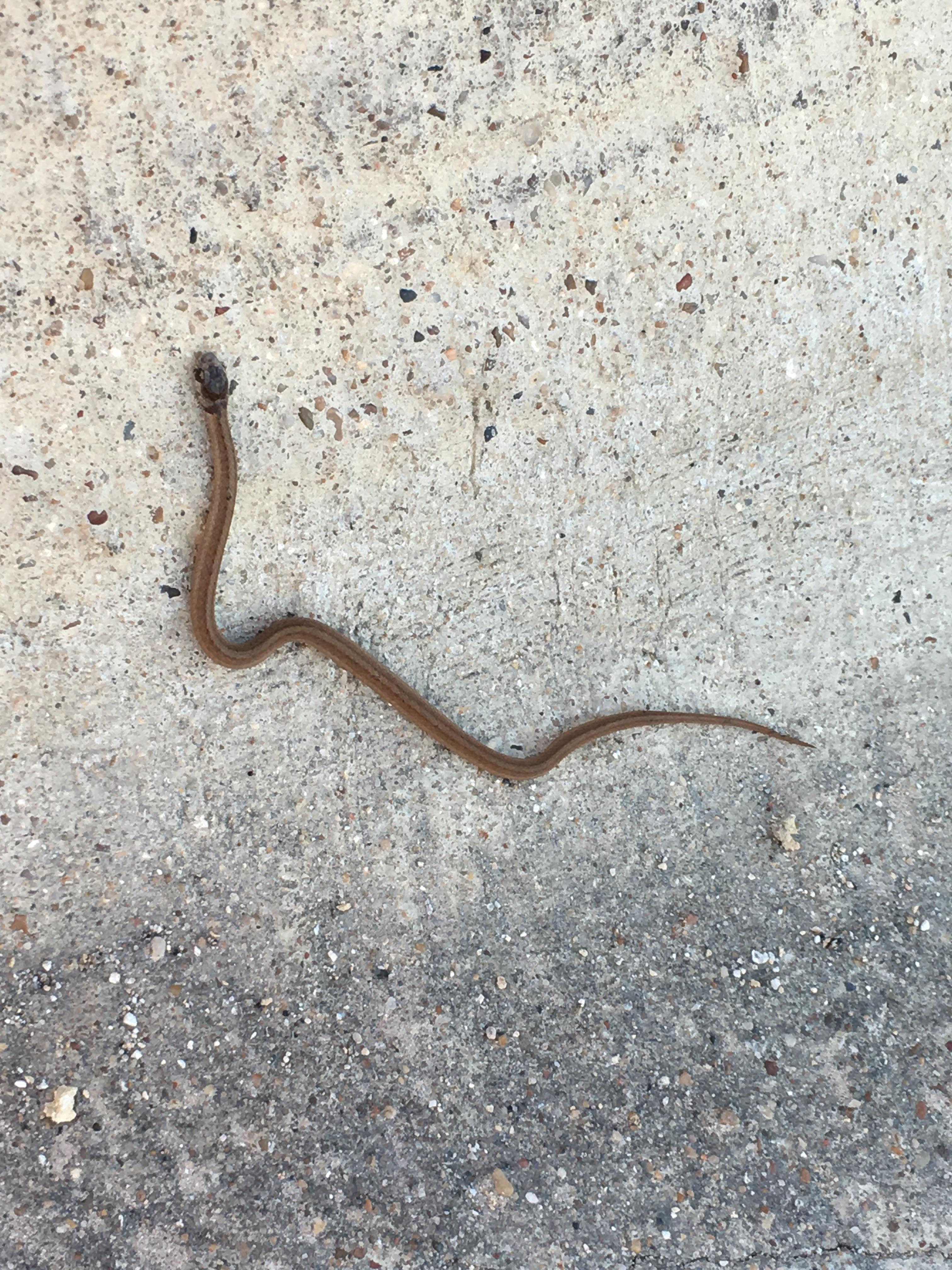 im in central texas, is this a safe snake to attempt to pick up r/snakes