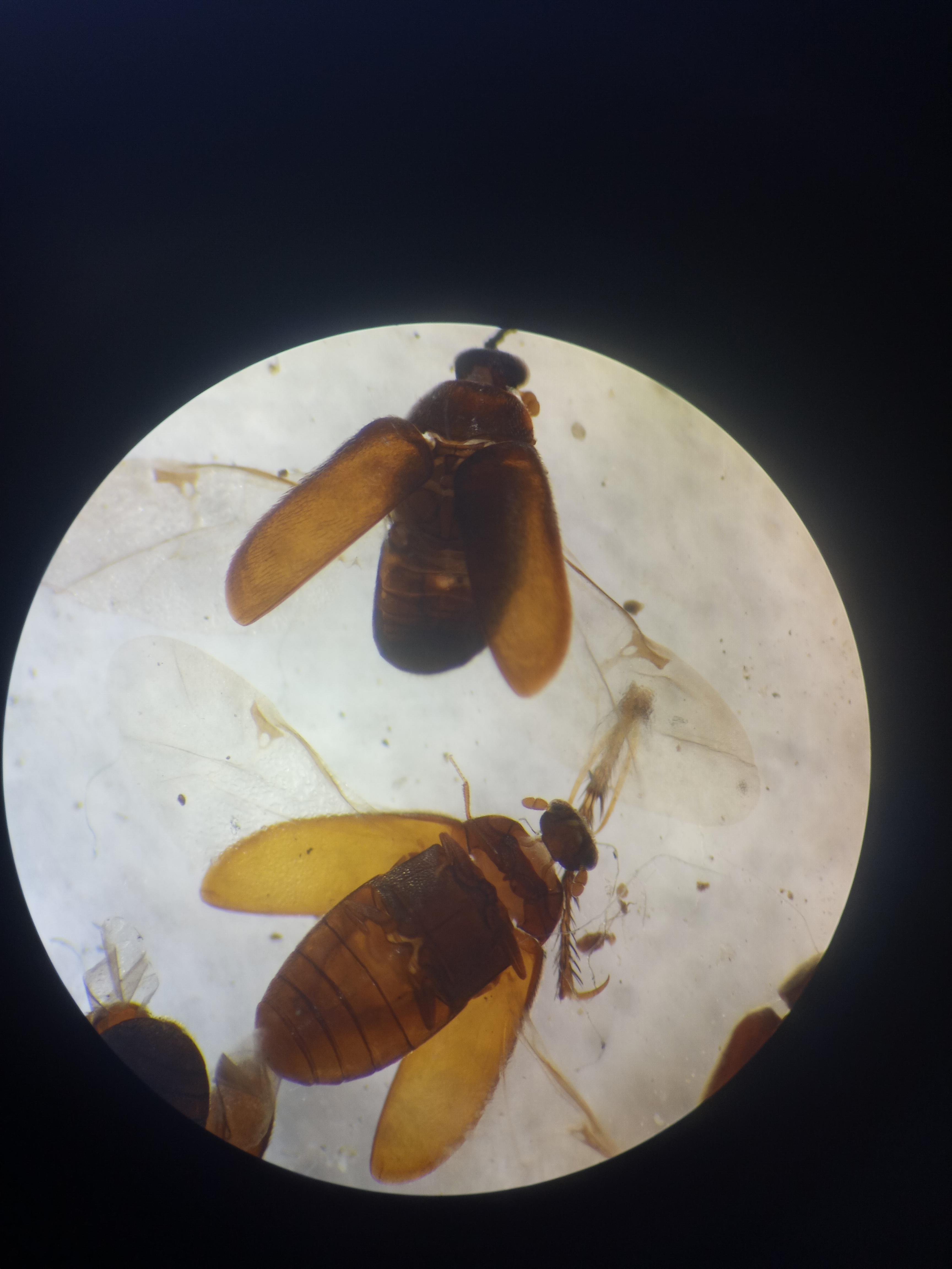 Found in New Mexico r/Entomology