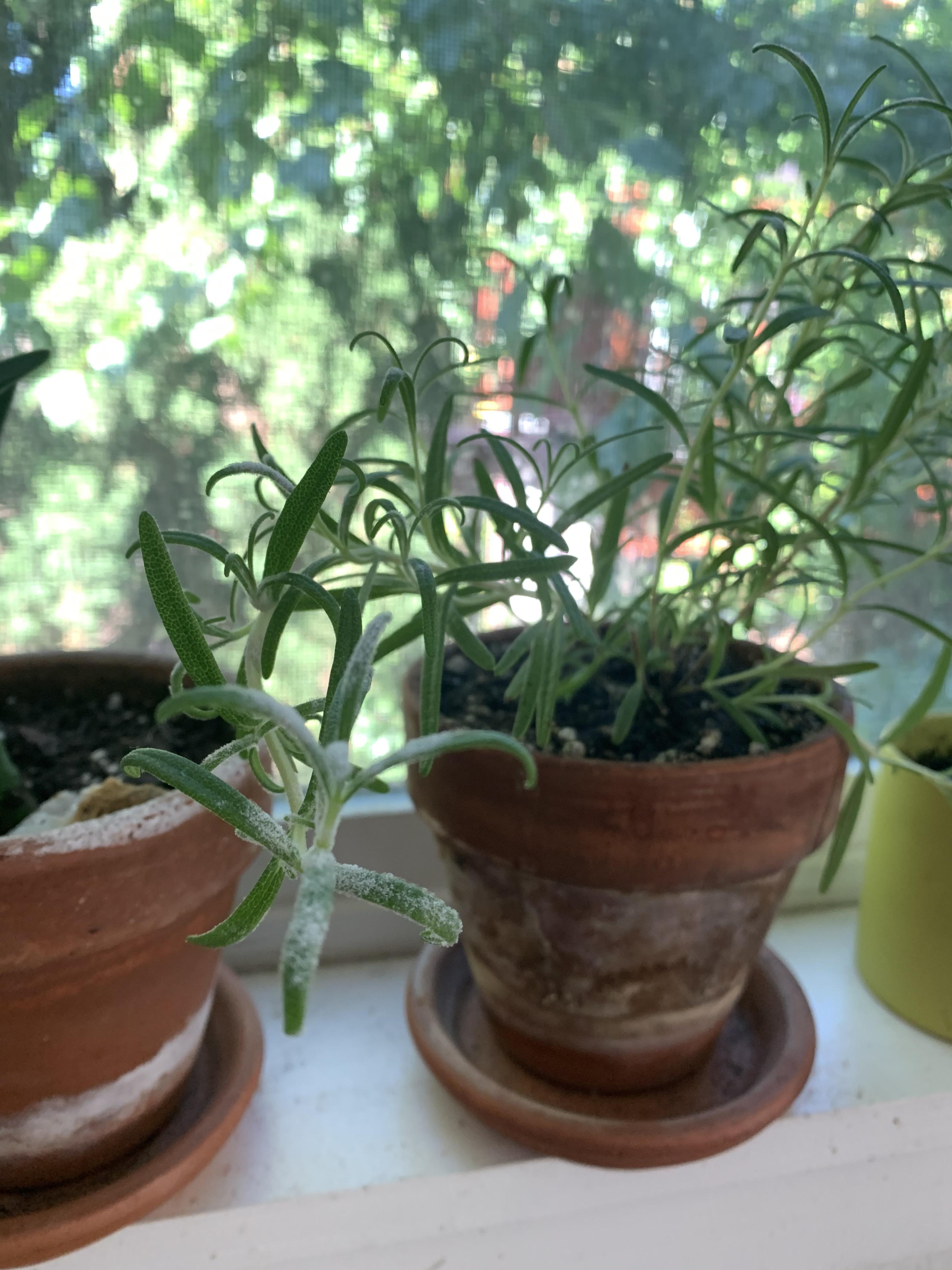White “dust” keeps appearing on my otherwise healthy looking rosemary