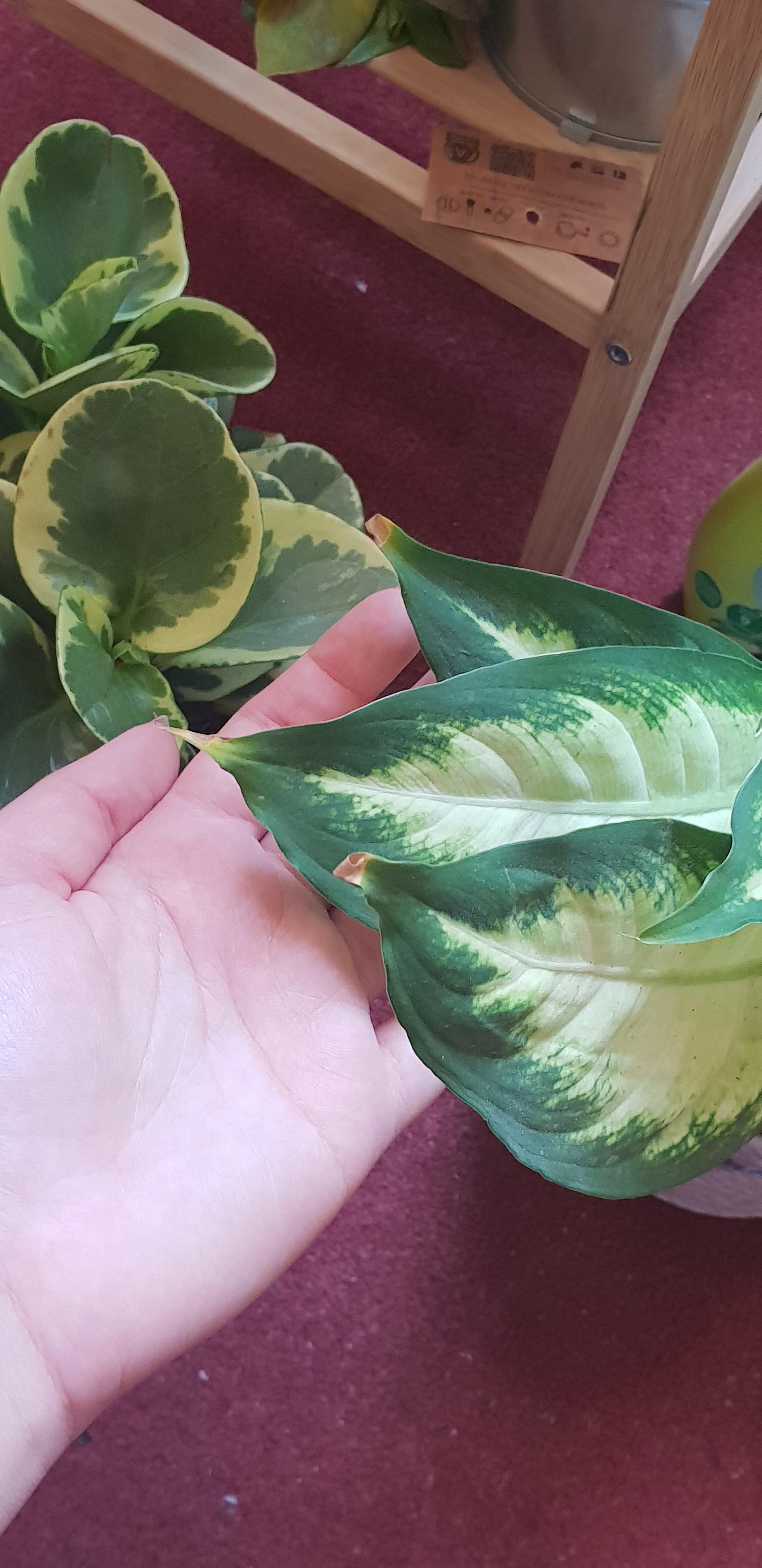 Tips on my Dieffenbachia are turning brown, help! r/houseplants