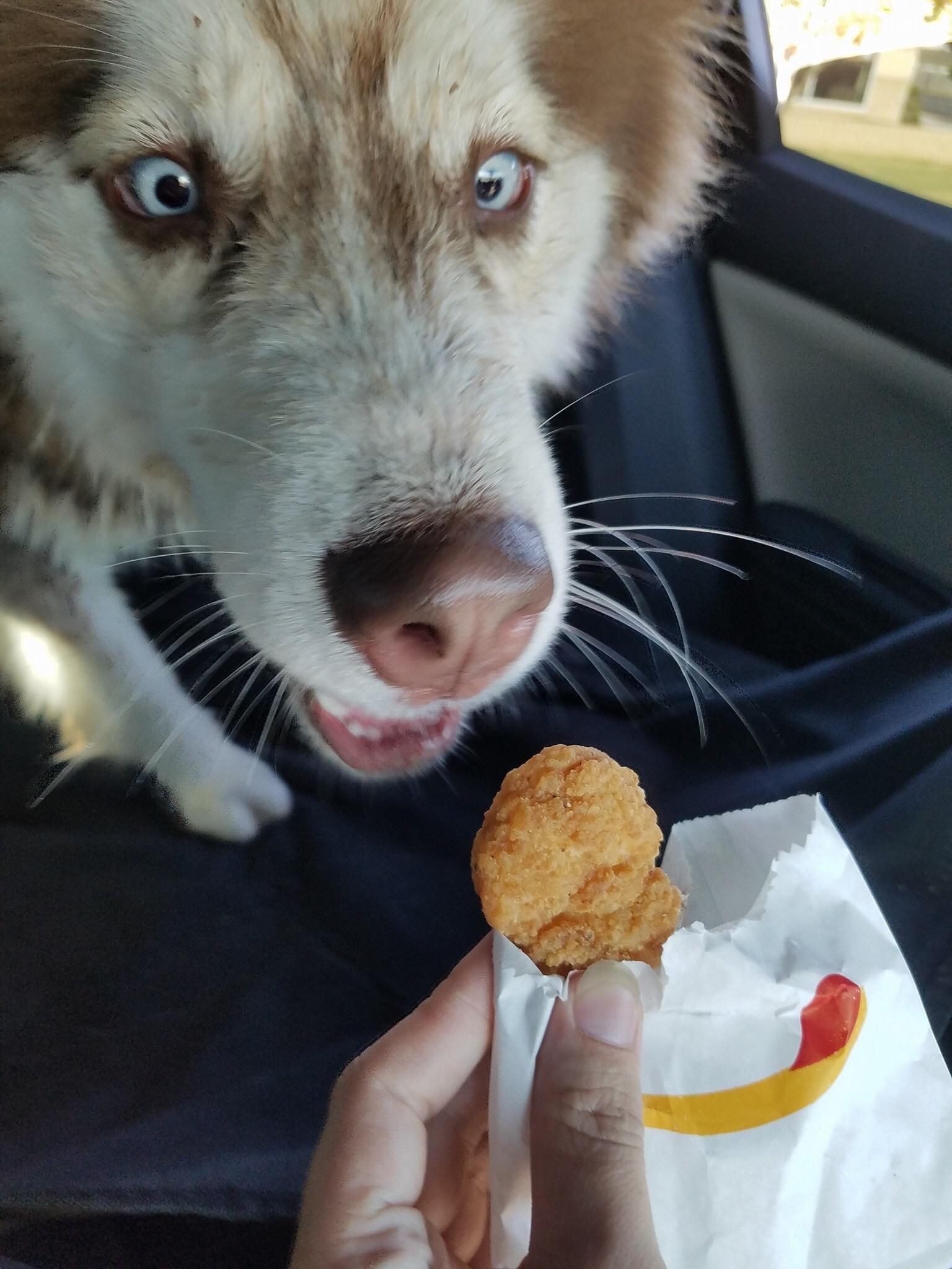 My friends took their dog through the Burger King drive thru and he may