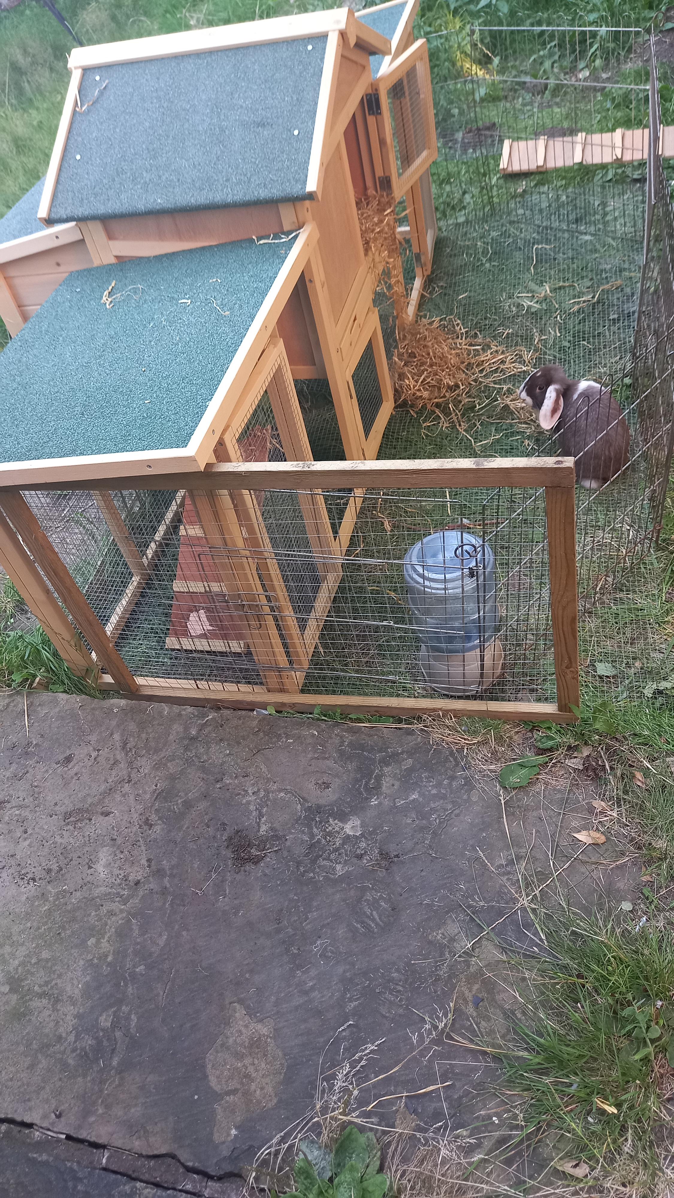 Problems with ramps? r/Bunnies