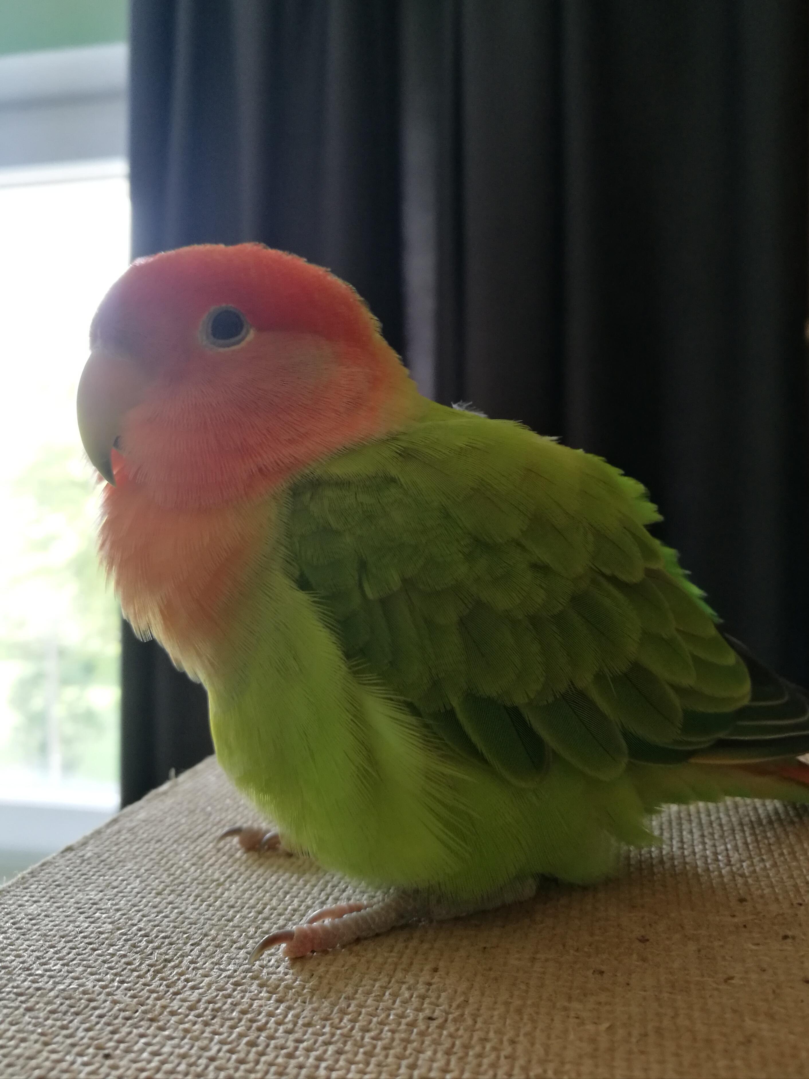 Vincent my lil' rescued lovebird I've posted a while ago all fluffed up