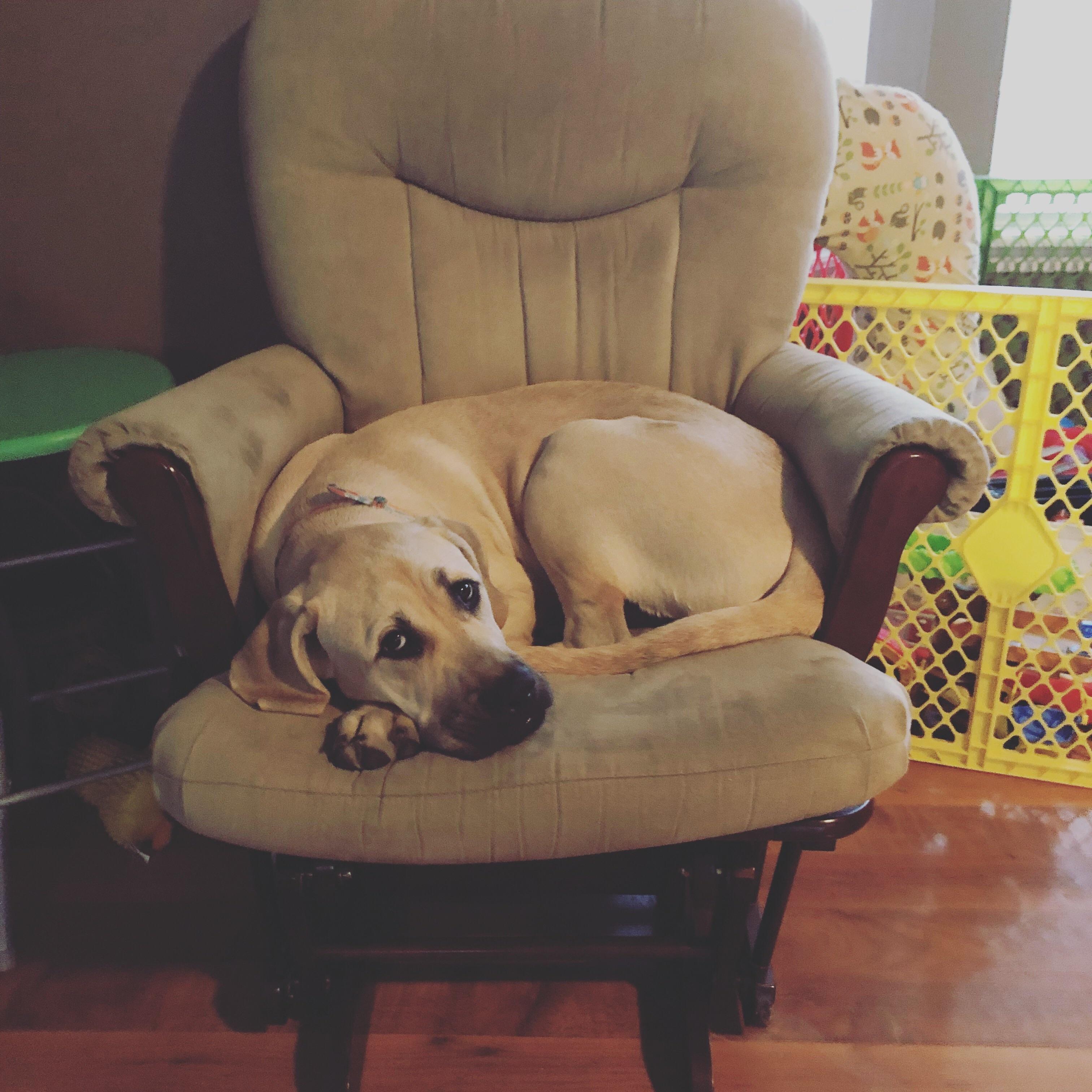 Anyone have any tips on brands of plastic shell dog crates? I’m looking