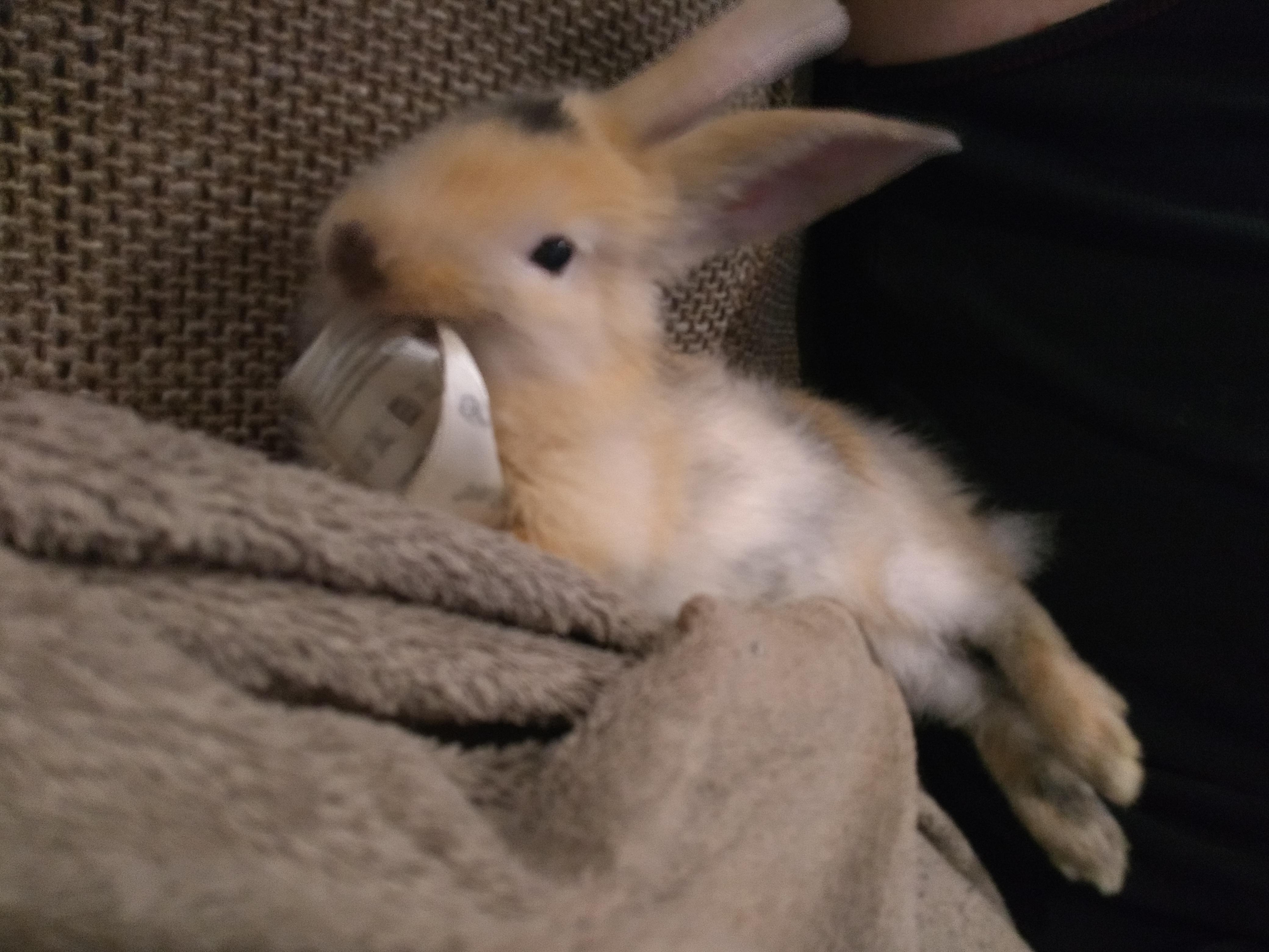 He can relax and destroy stuff at the same time r/Rabbits