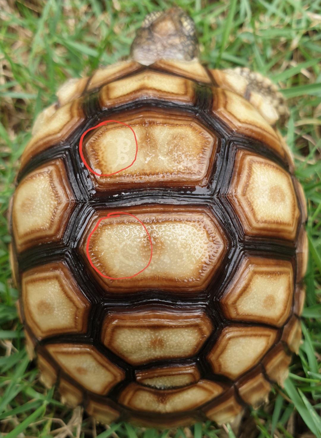 Is my sulcata pyramiding? He’s 1.5 yrs old Sulcata
