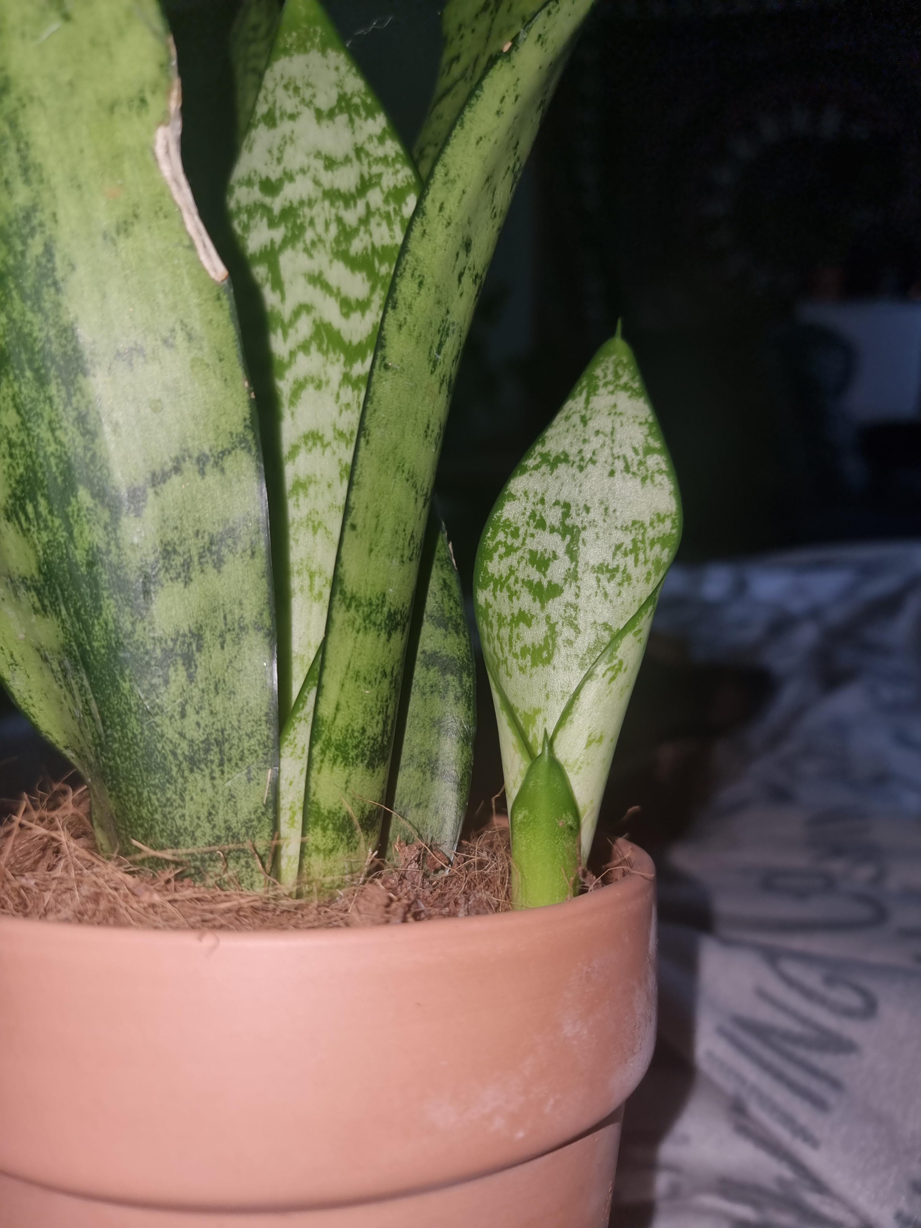 Snake plant growing a baby snake plant, should I separate it now or