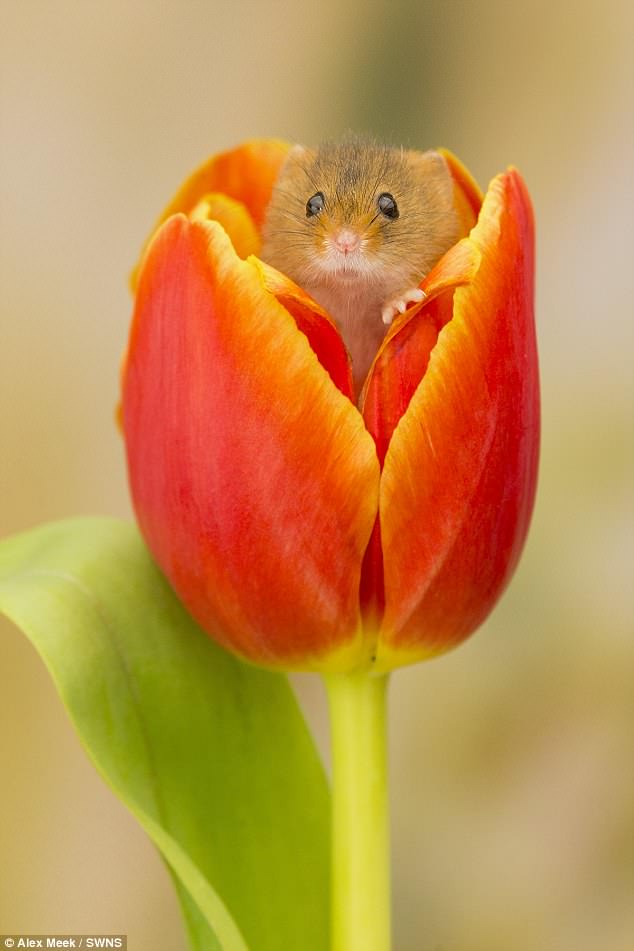 🔥 A tiny harvest mice in a flower bed🌷 r/NatureIsFuckingLit