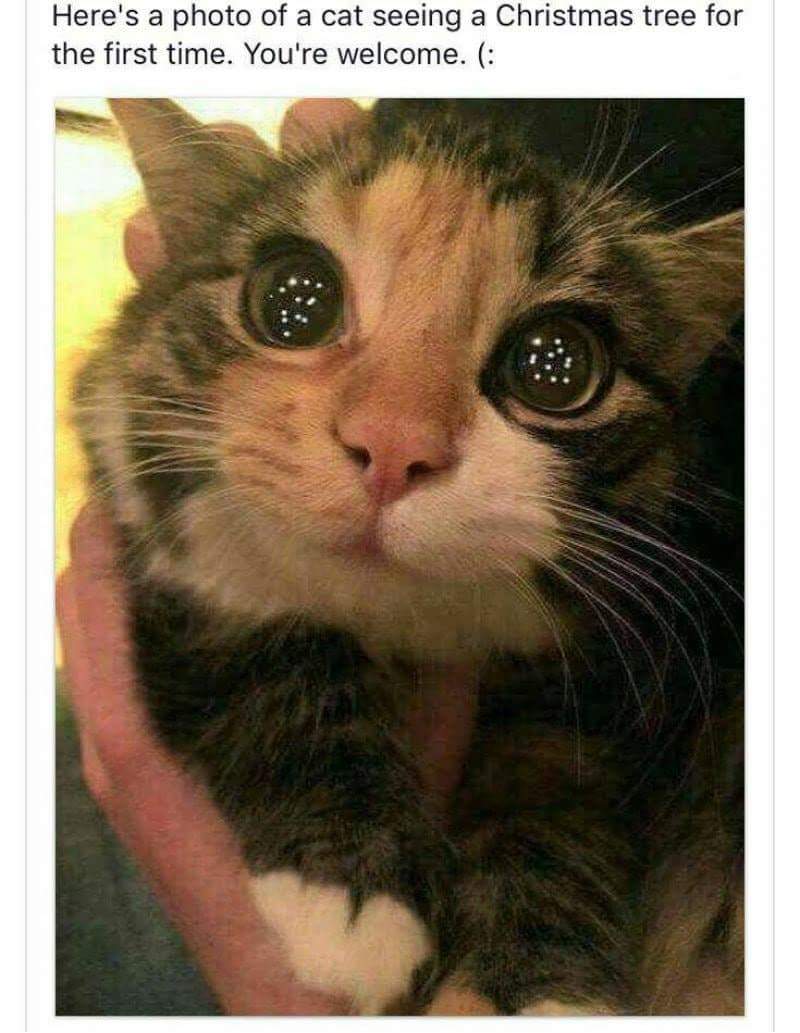 Cat seeing christmas tree for the first time r/DisneyEyes