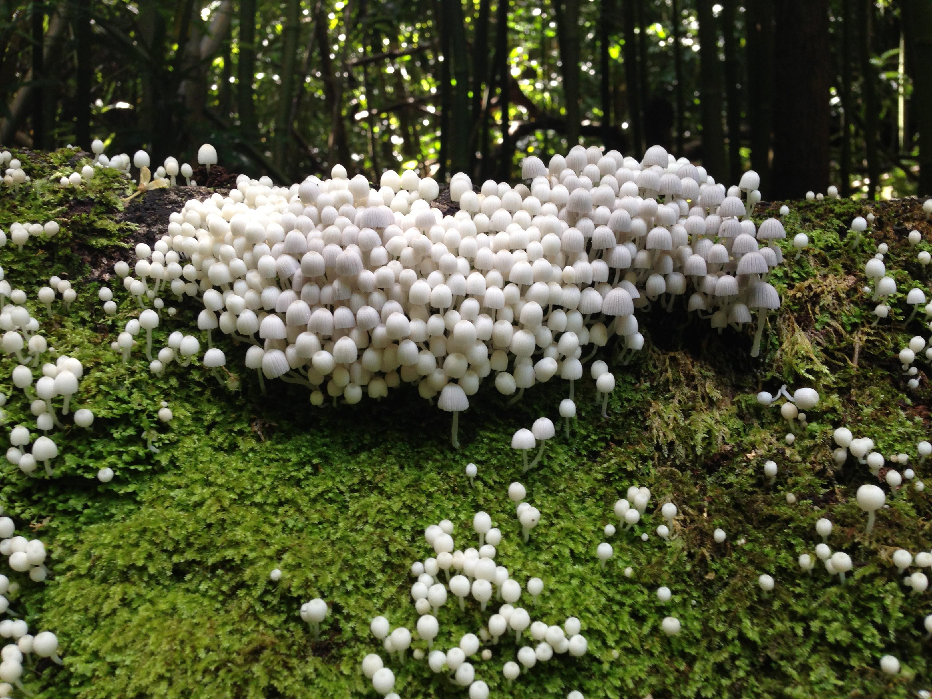 Tiny mushrooms in the bamboo forest on Maui, growing on a log. Any idea