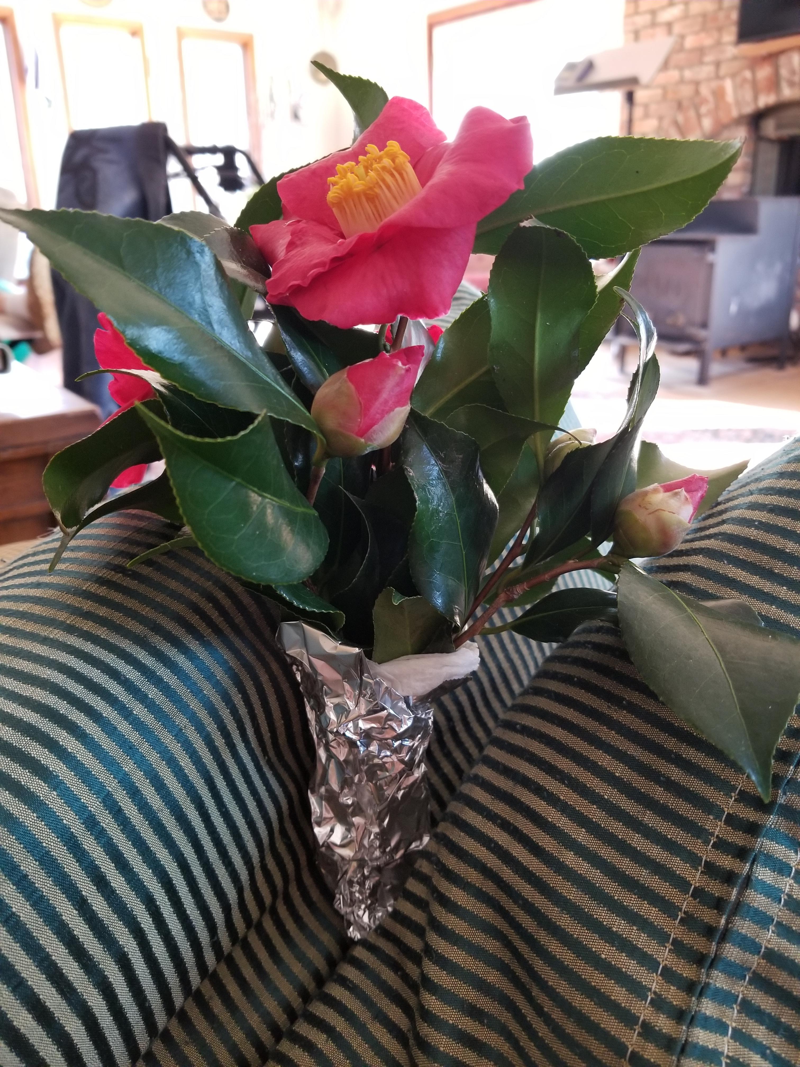 My neighbor gave me some Camellia cuttings. Any suggestions for getting