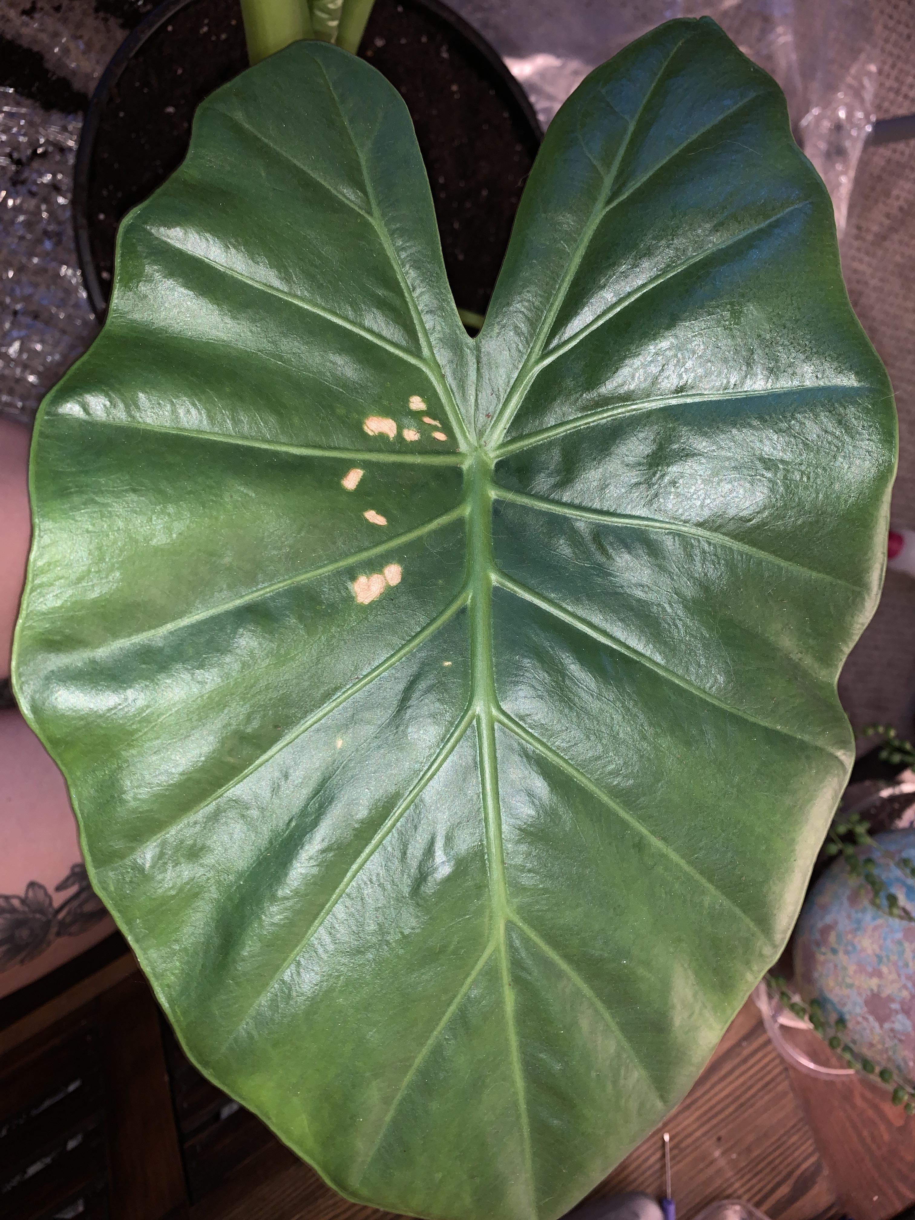My elephant ear has these spots. They are thin and translucent. The