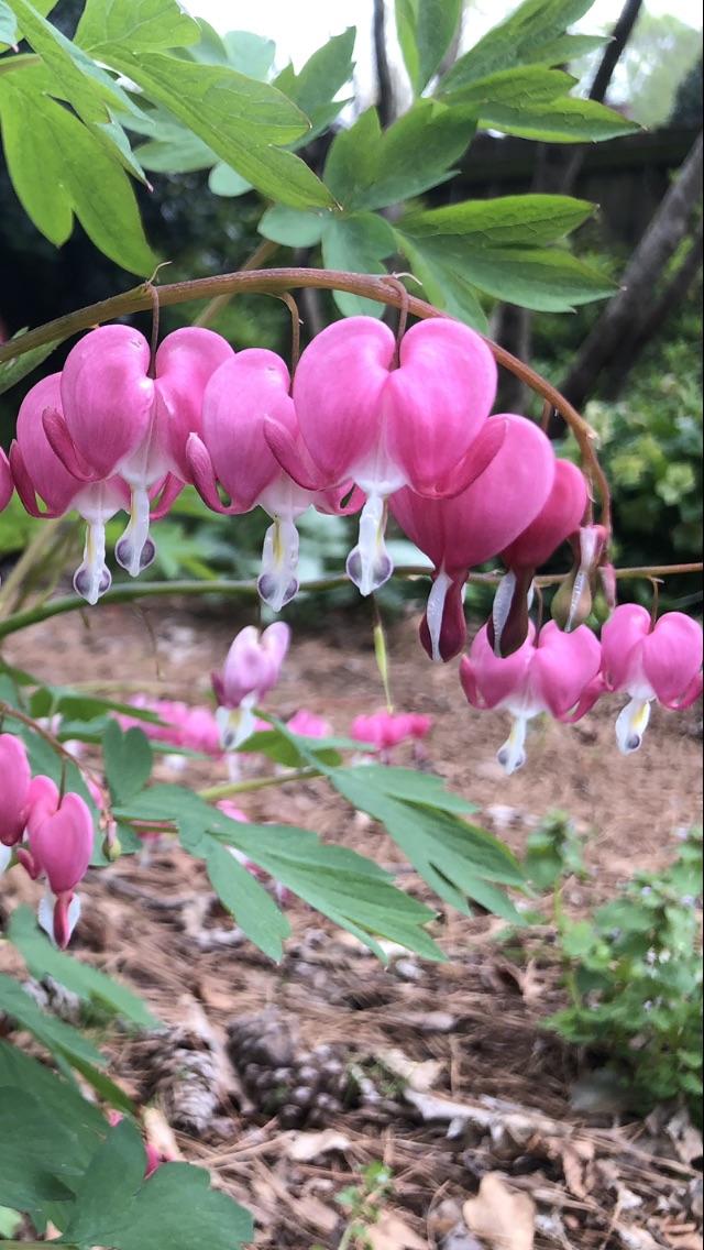 Are Bleeding Hearts Poisonous To Dogs