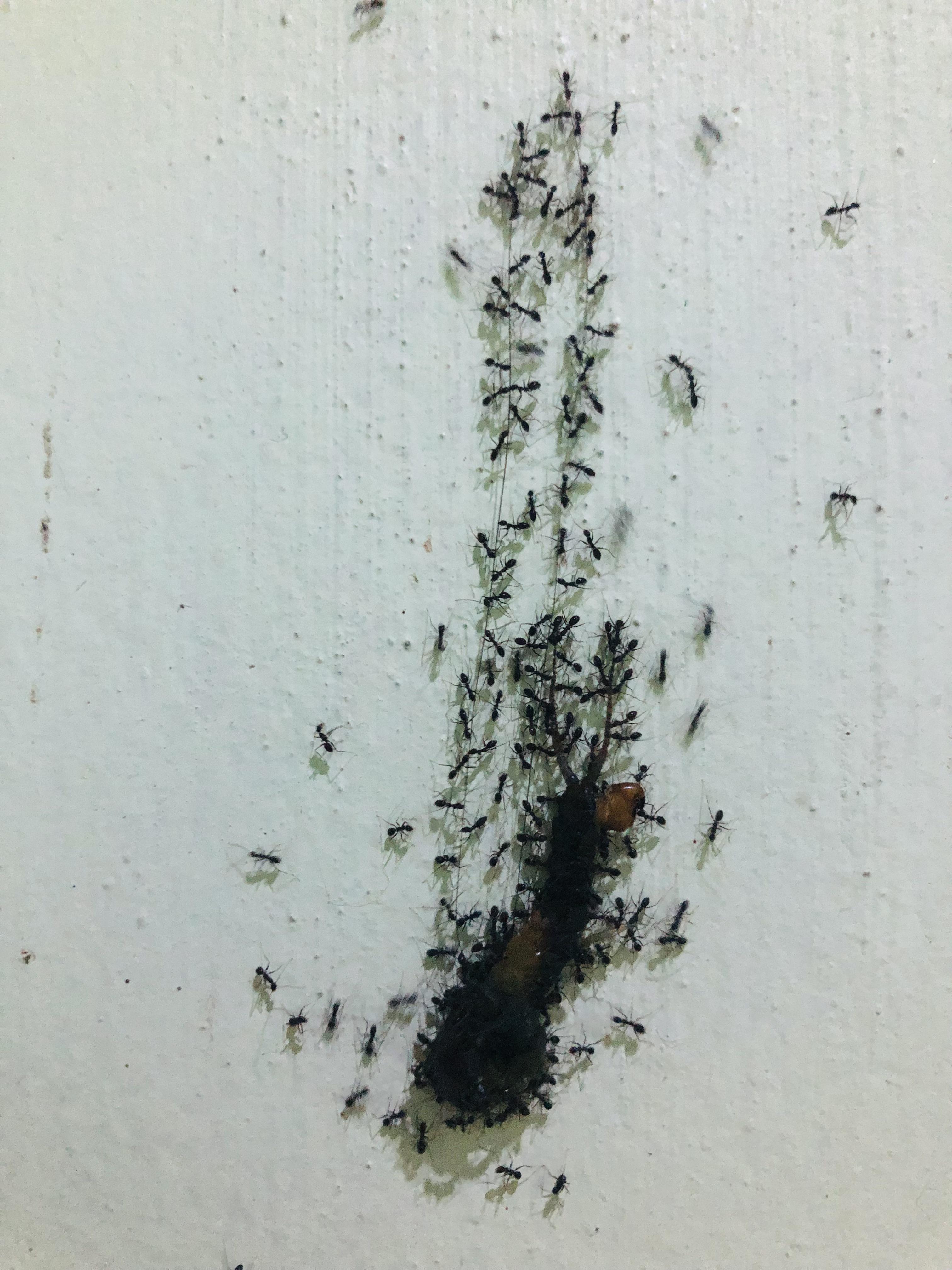 🔥 Ants using a strand of hair to carry their loot. r/NatureIsFuckingLit