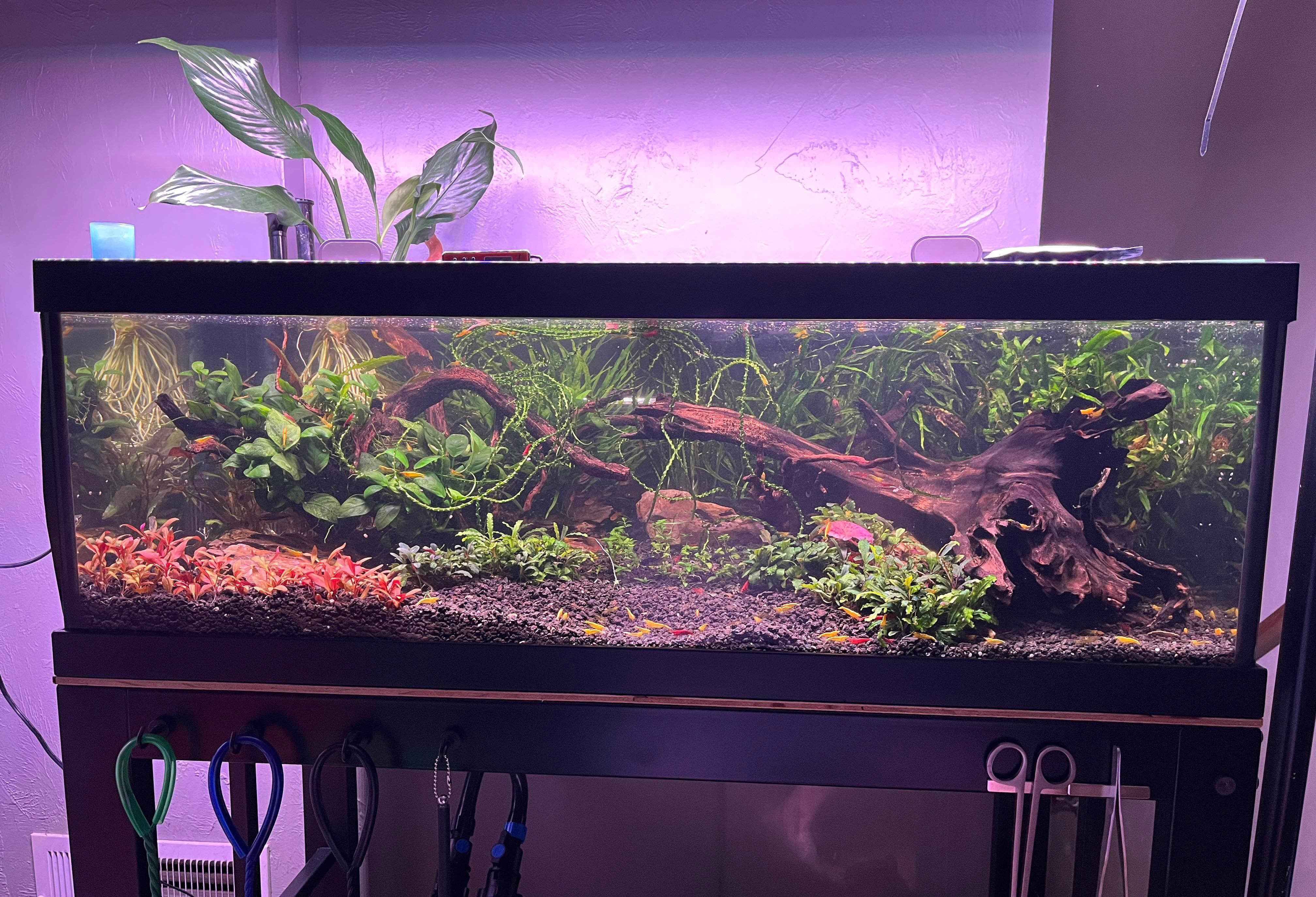 30 gallon breeder. r/PlantedTank