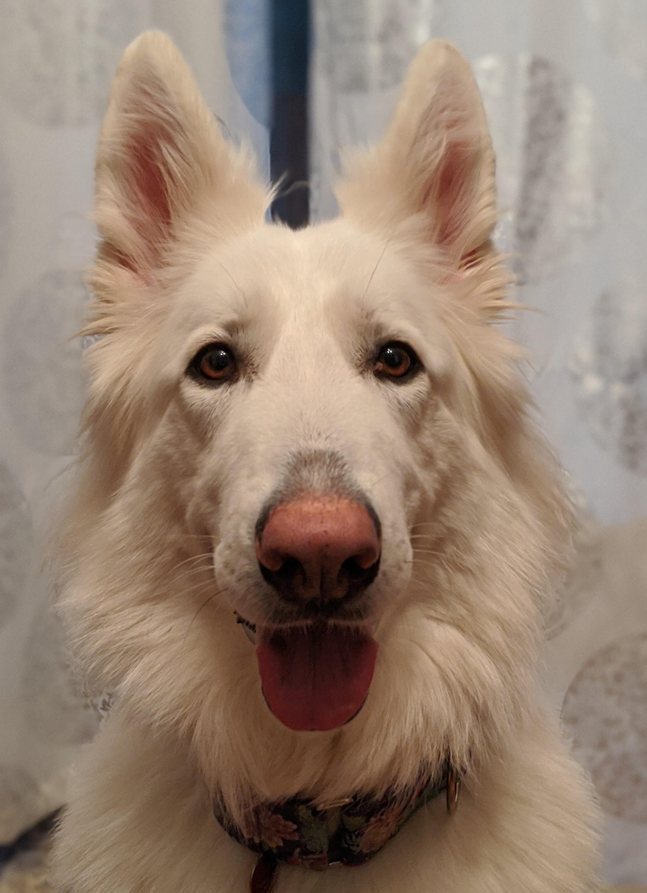 My sister's new Shepherd. Still figuring out a name that suits her