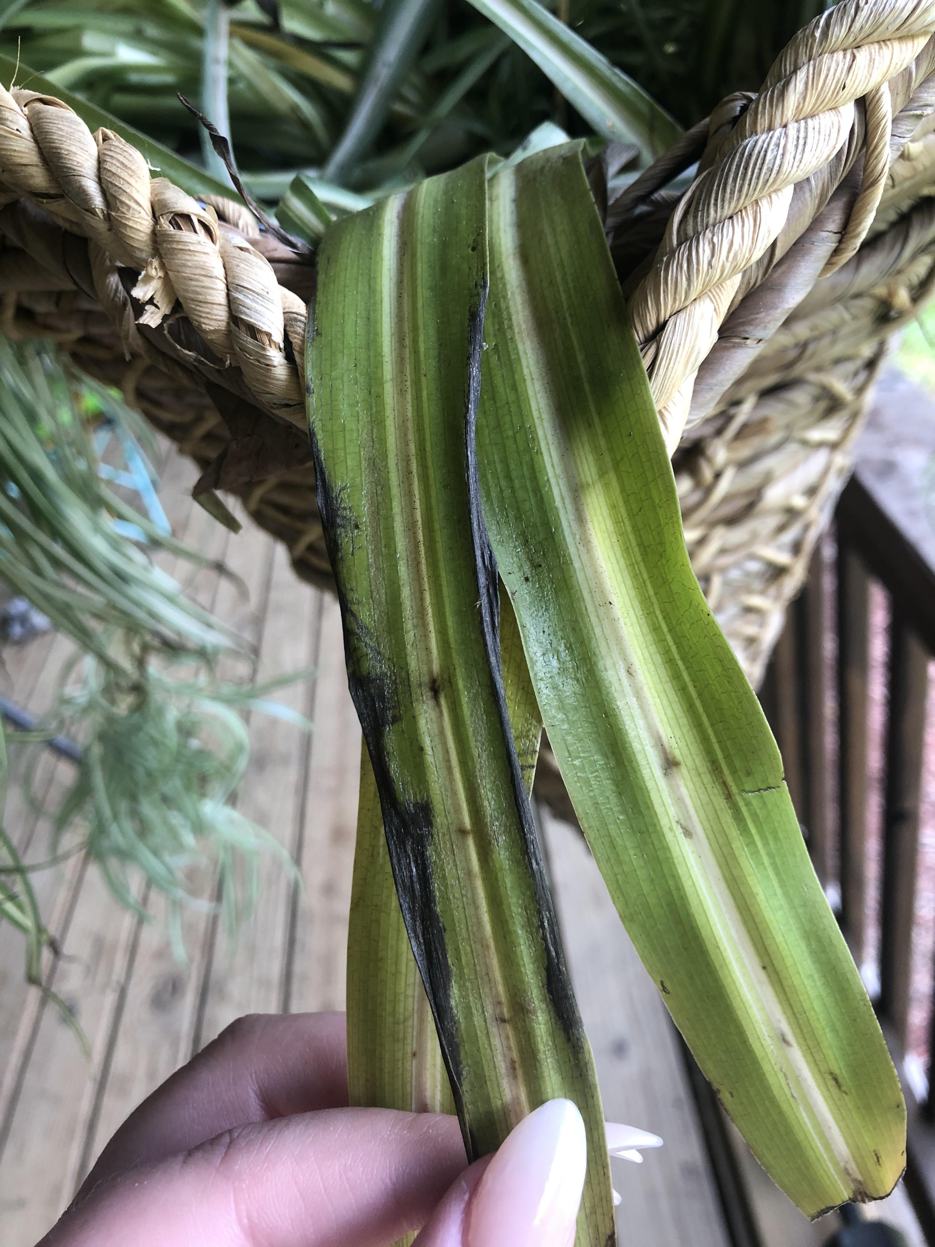 Sick Spider Plant! Help! r/plantclinic
