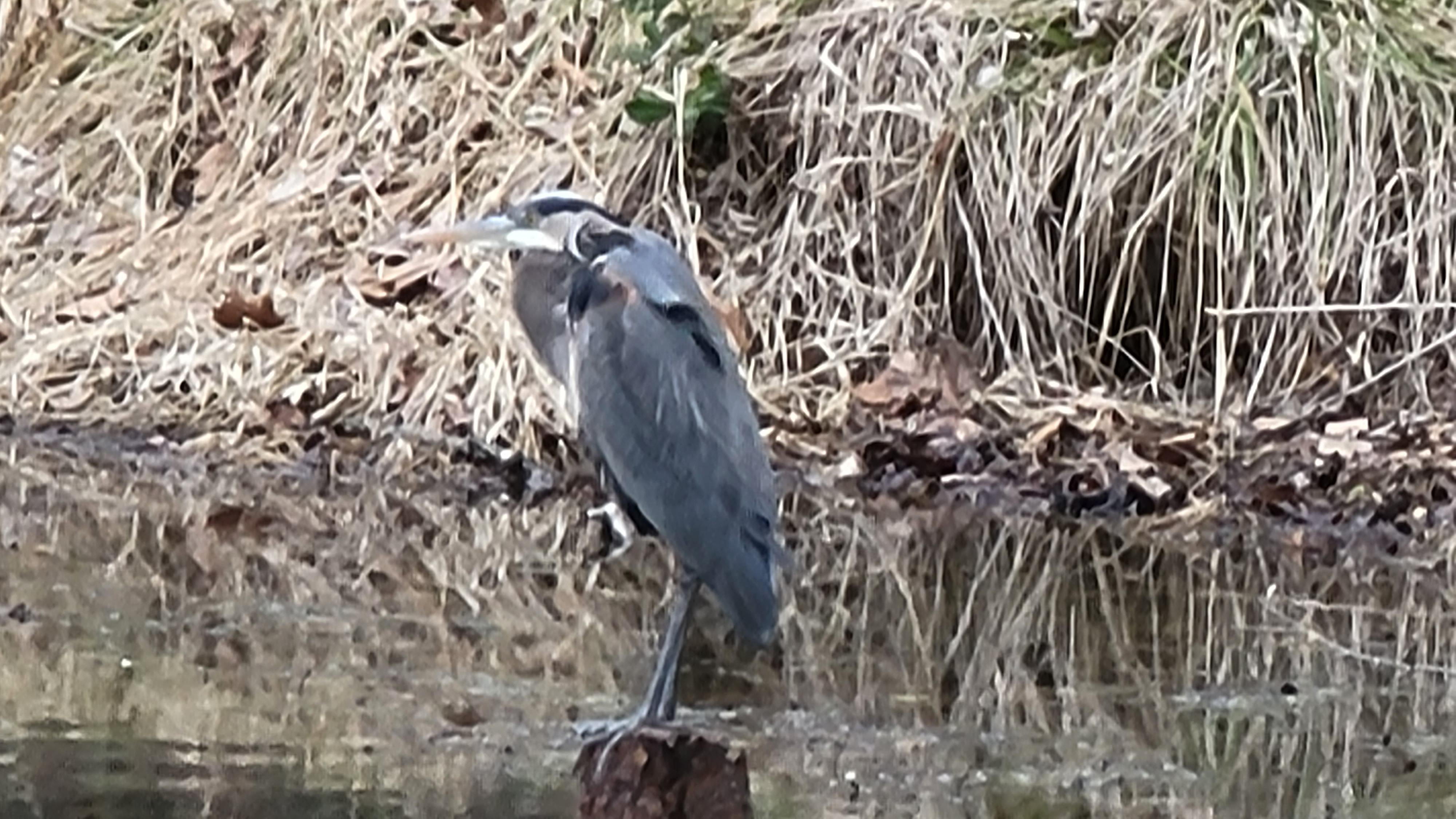 What kind of bird is this? I'm in Virginia. r/birding