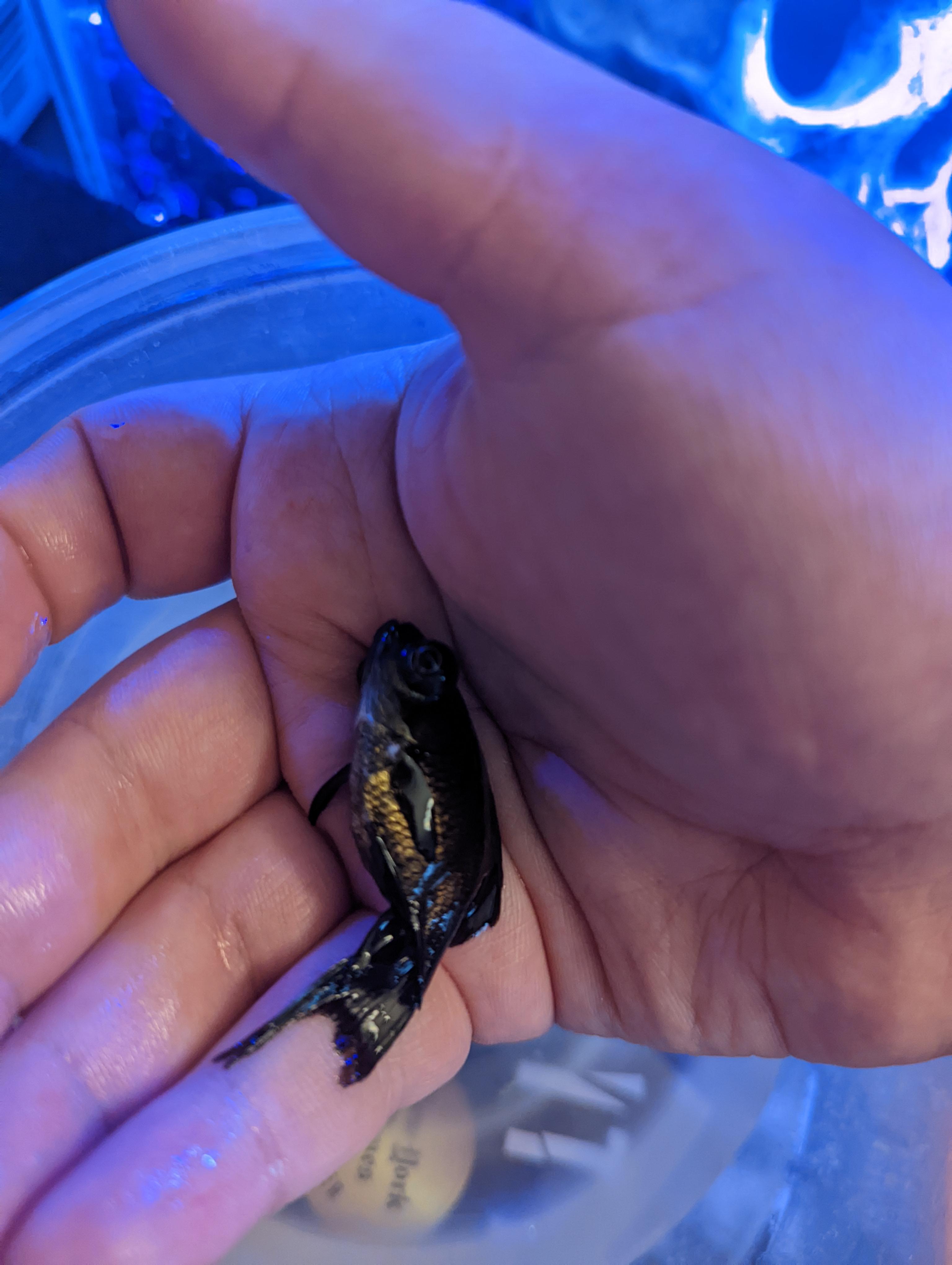 ich on black moor? definitely not a good picture but best I could get