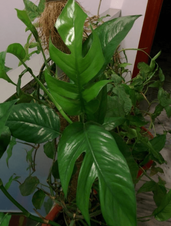 [IslamabadZone 9b] [Indoor] I'd like to know the name of this vine