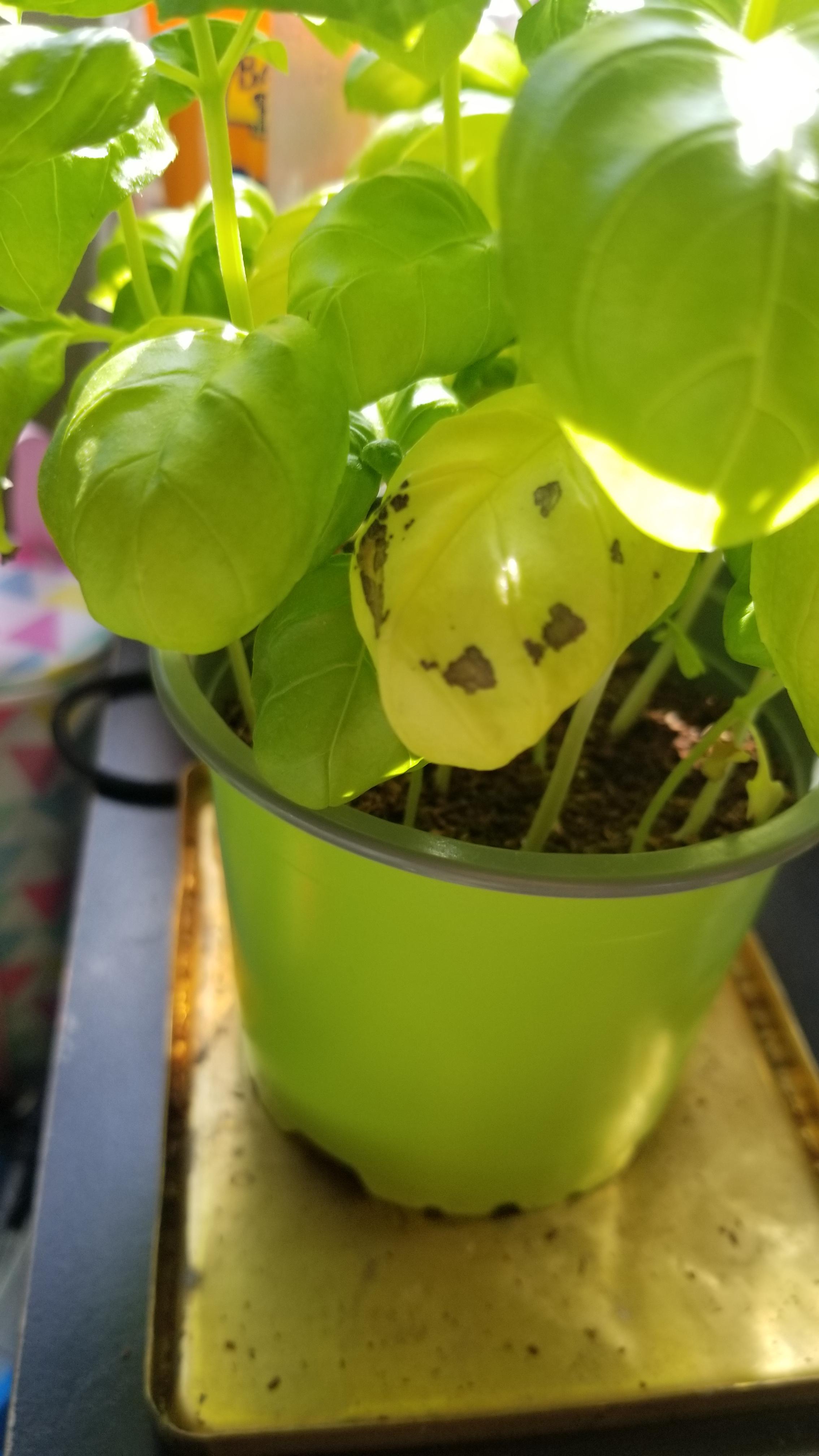 Why does my basil have some yellow leaves with spots? Should I cut them