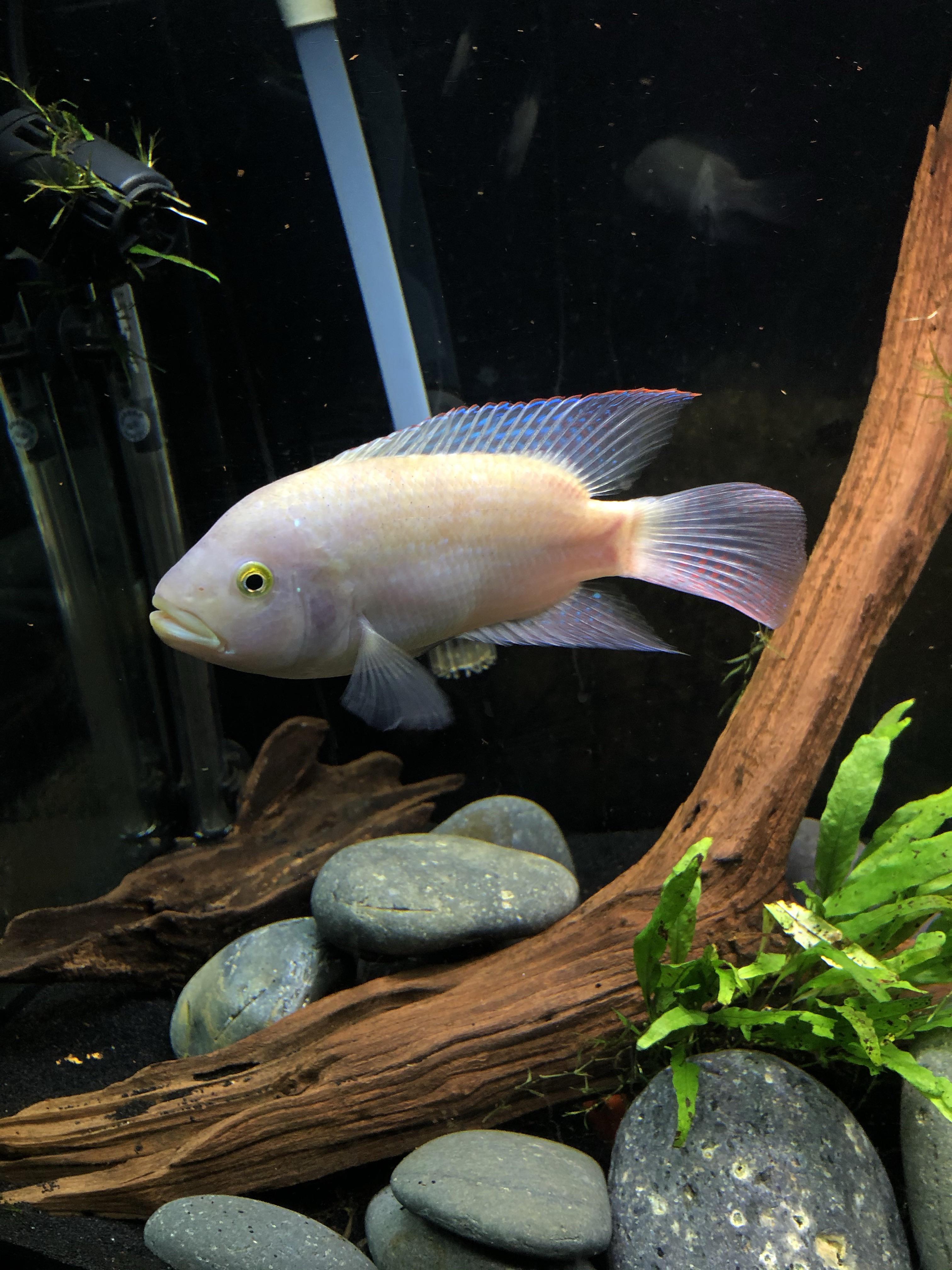 My pink Jack Dempsey r/Cichlid