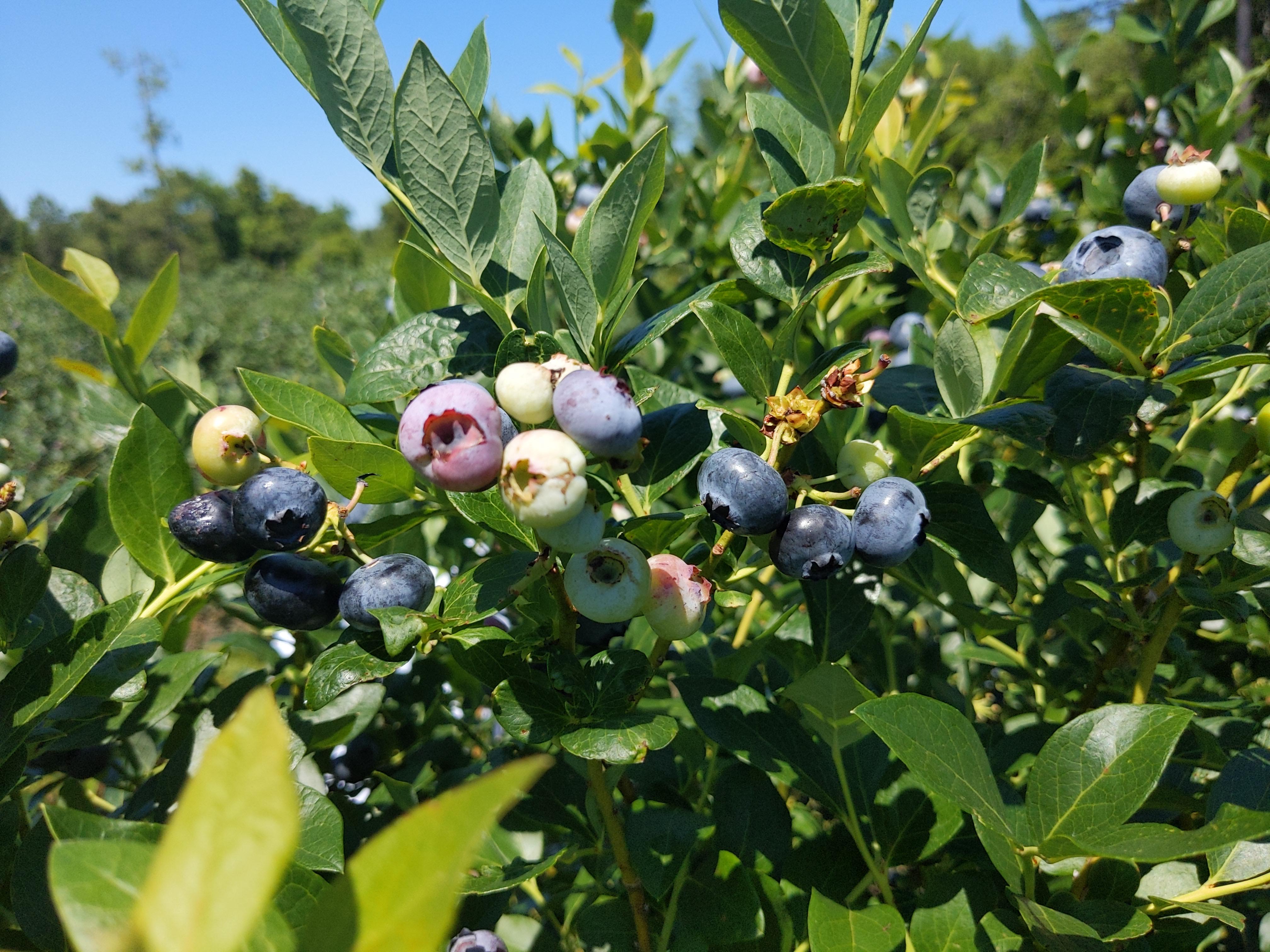 Blueberry Farm in Bostwick r/jacksonville