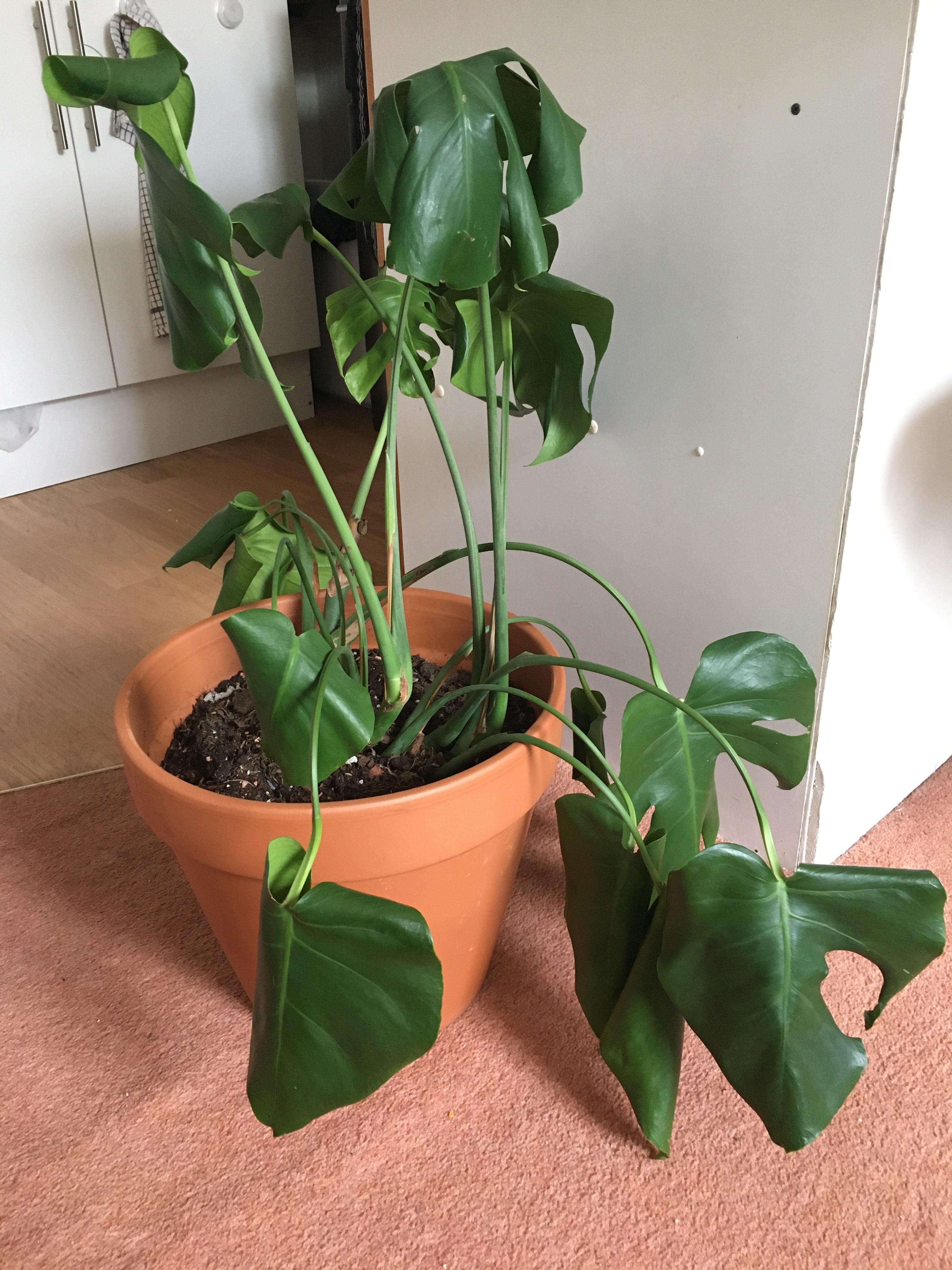 Droopy Monstera/ cheese plant help! (