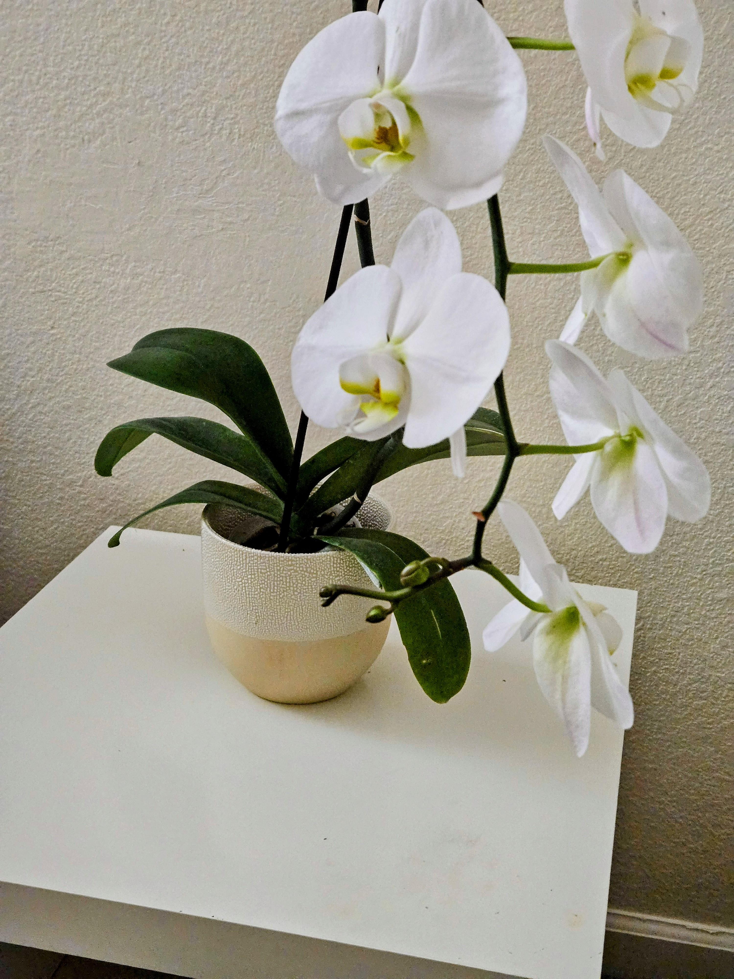 It's growing new buds as the blooms are slowly falling off r/orchids