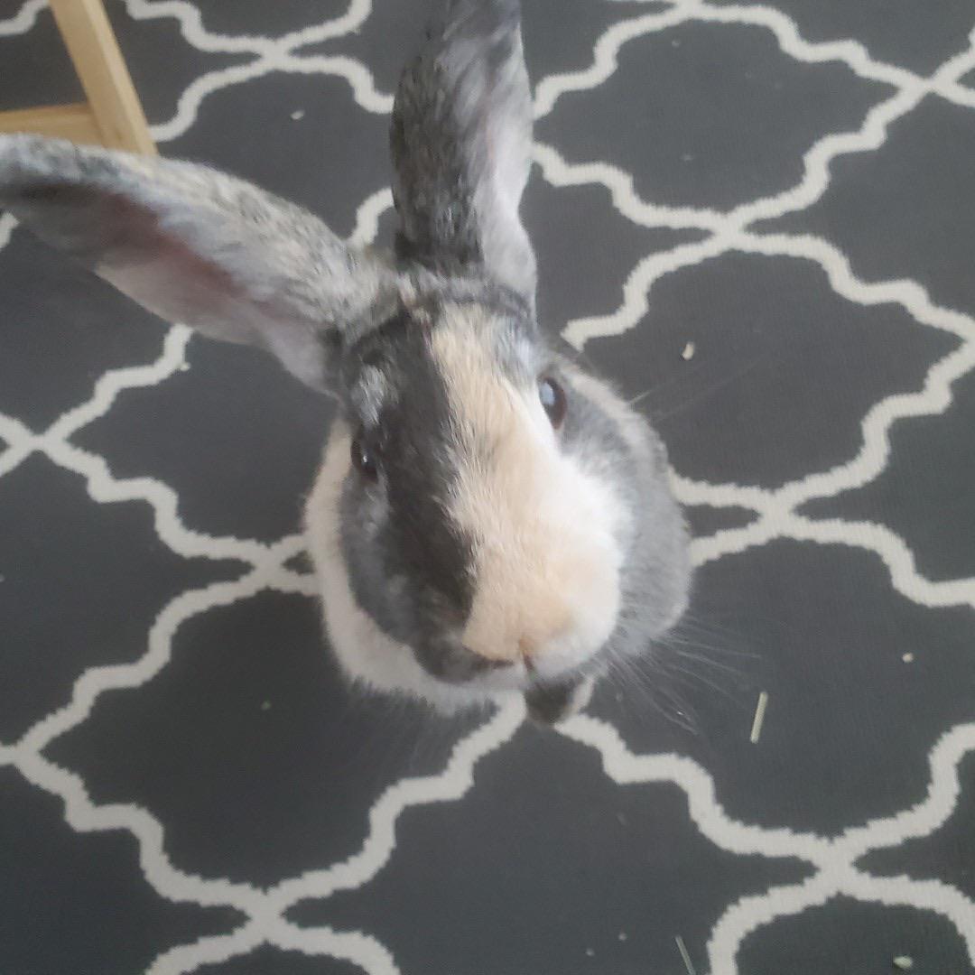 What do you mean there are no more carrots?? r/Rabbits