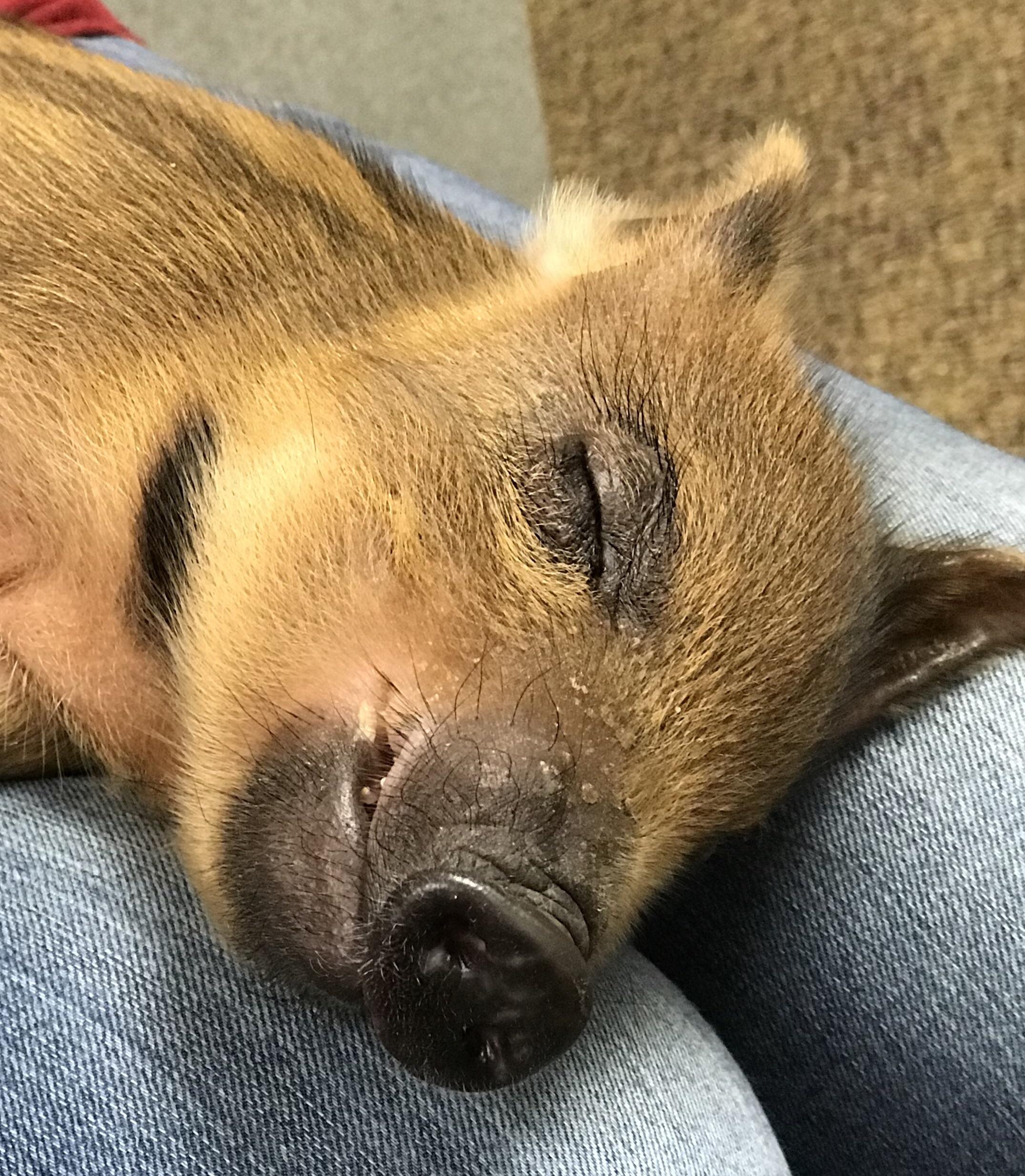 Pigs need almost as much sleep as humans, averaging just under 8 hours