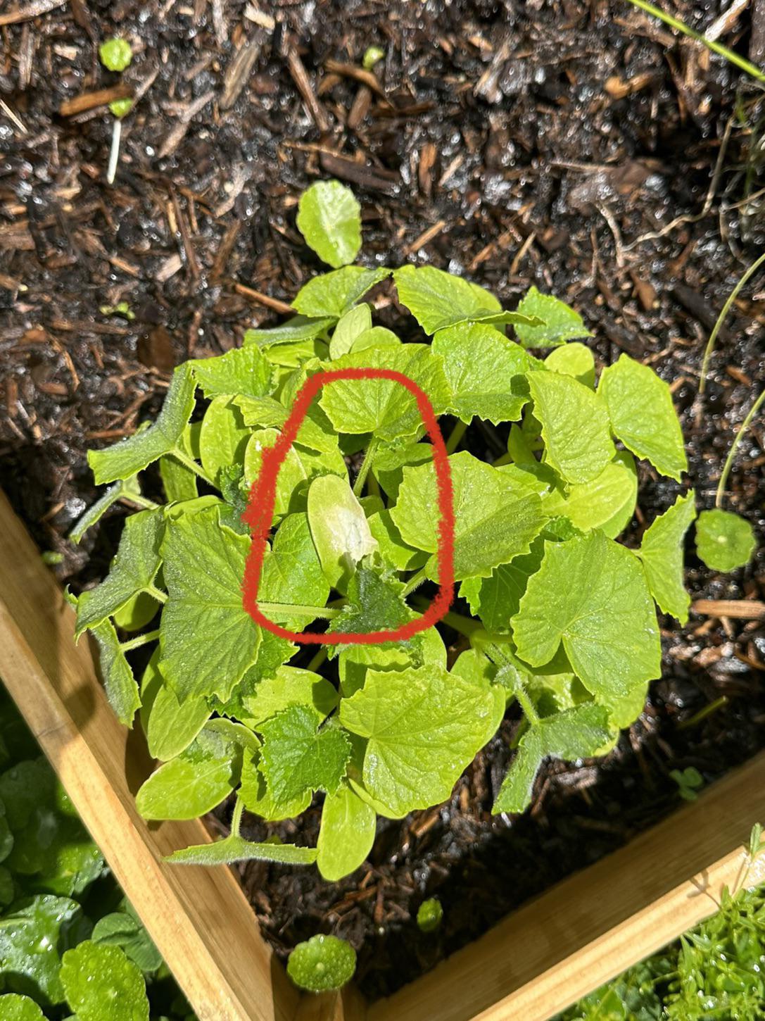 White Spot on Cucumber plant. Should I be worried and what is it? r
