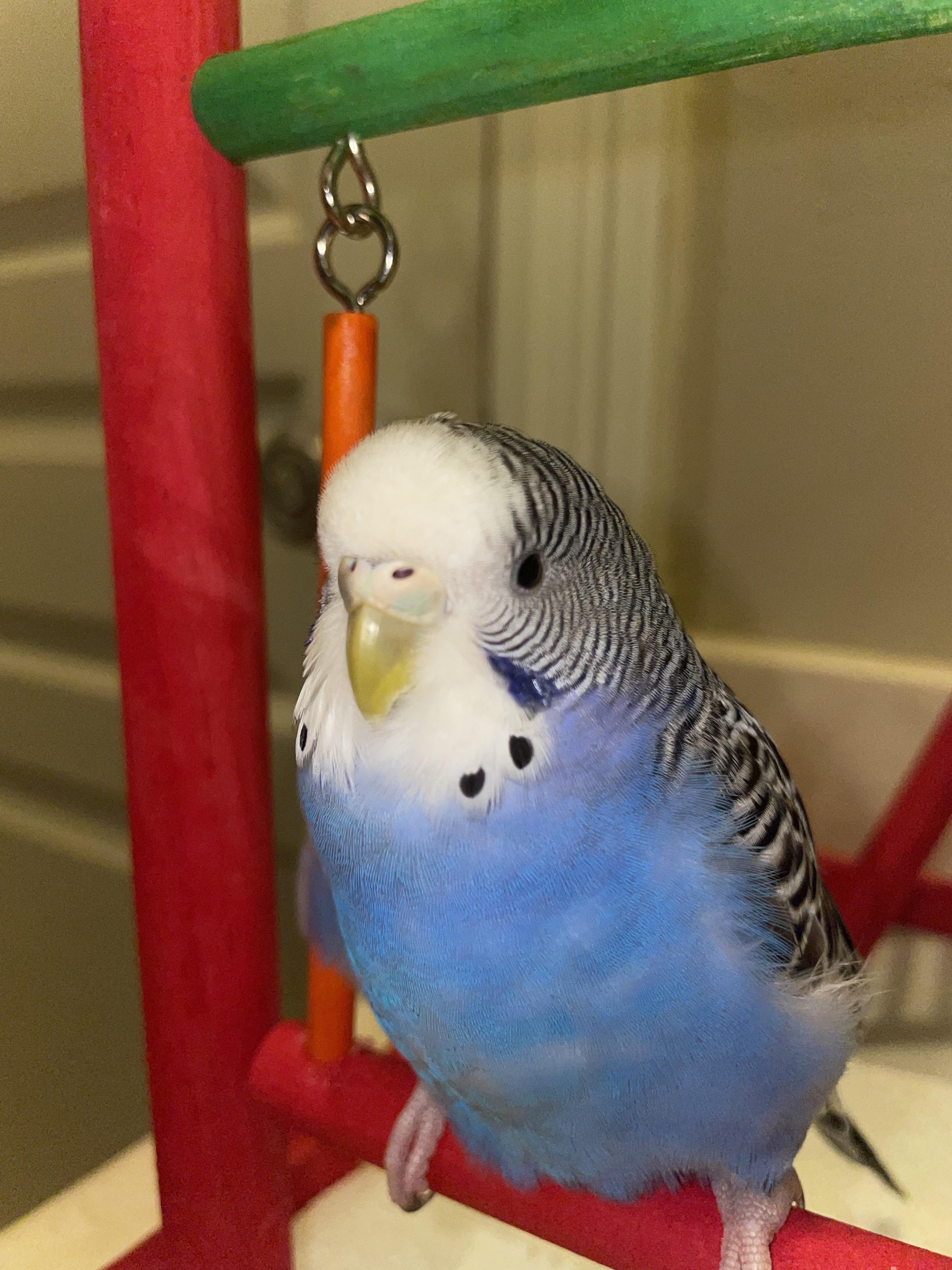 Is my budgie male or female? r/budgies