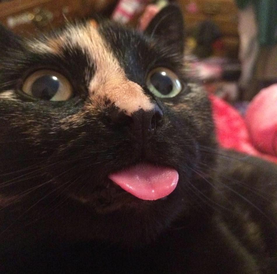 I took this a number of years ago of my derpy cat Cleo. She still likes