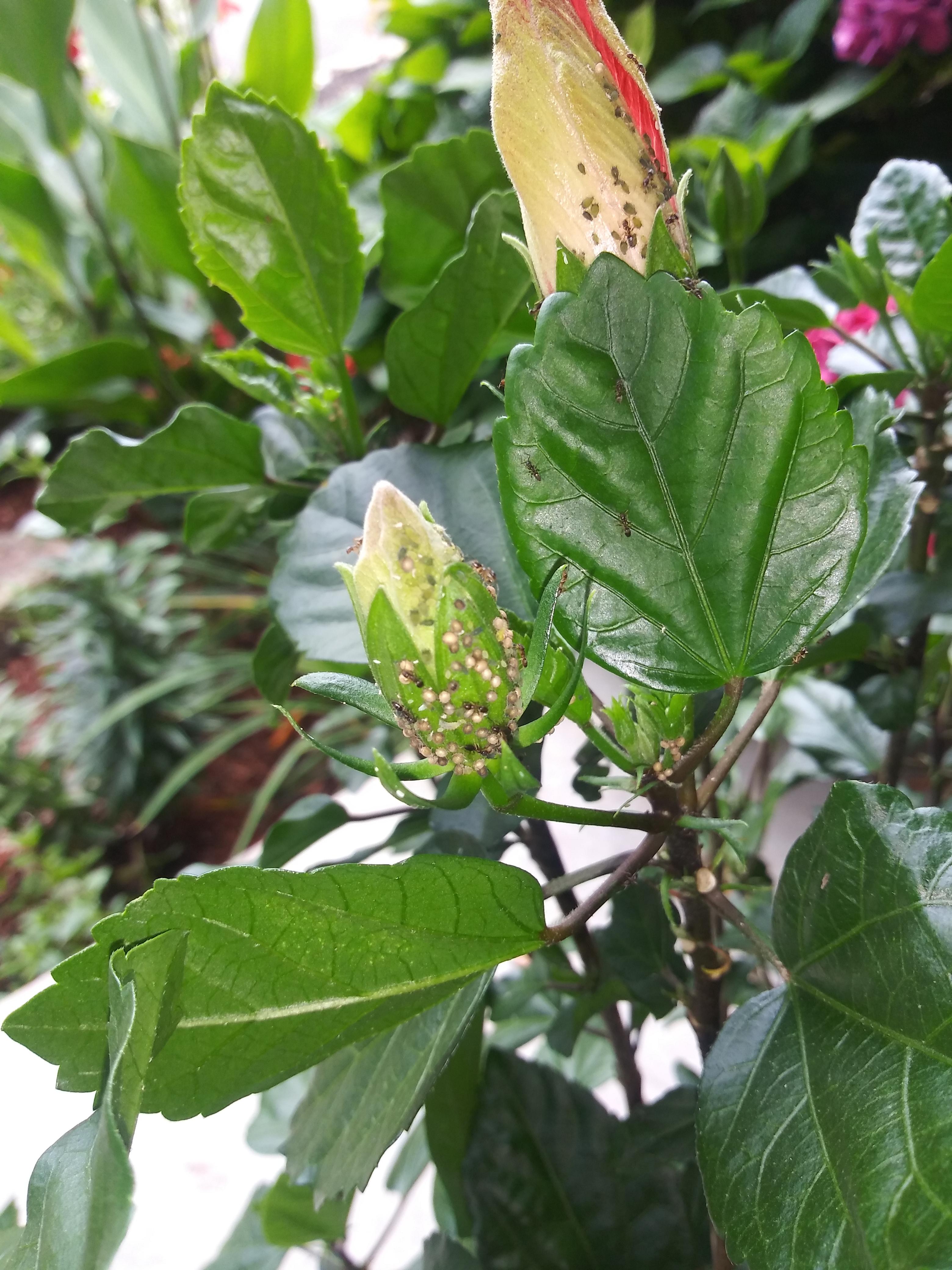 What are these eggs? On my hibiscus (both of them) and ants are