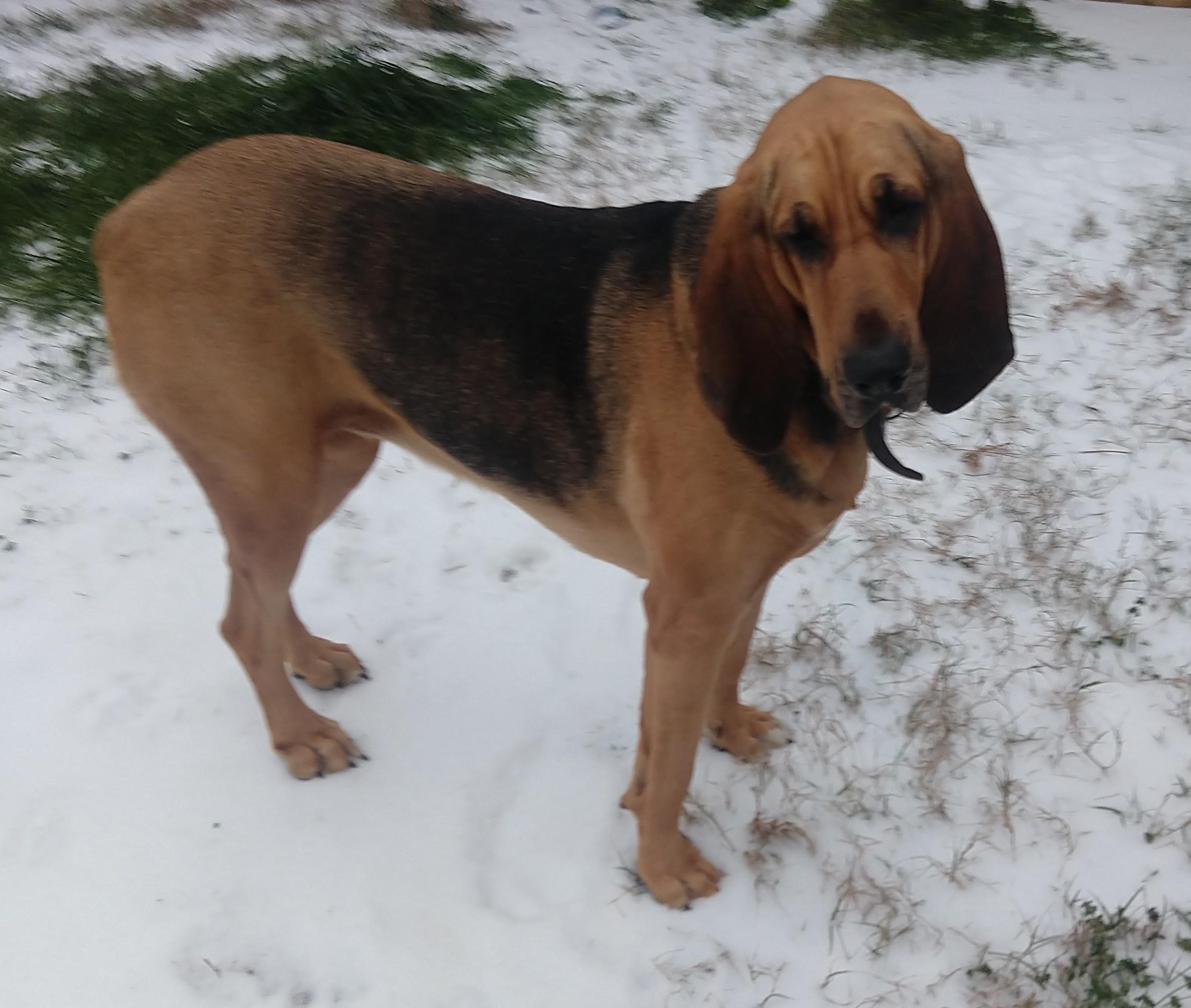 My dog about a month ago for a week she was having severe seizures