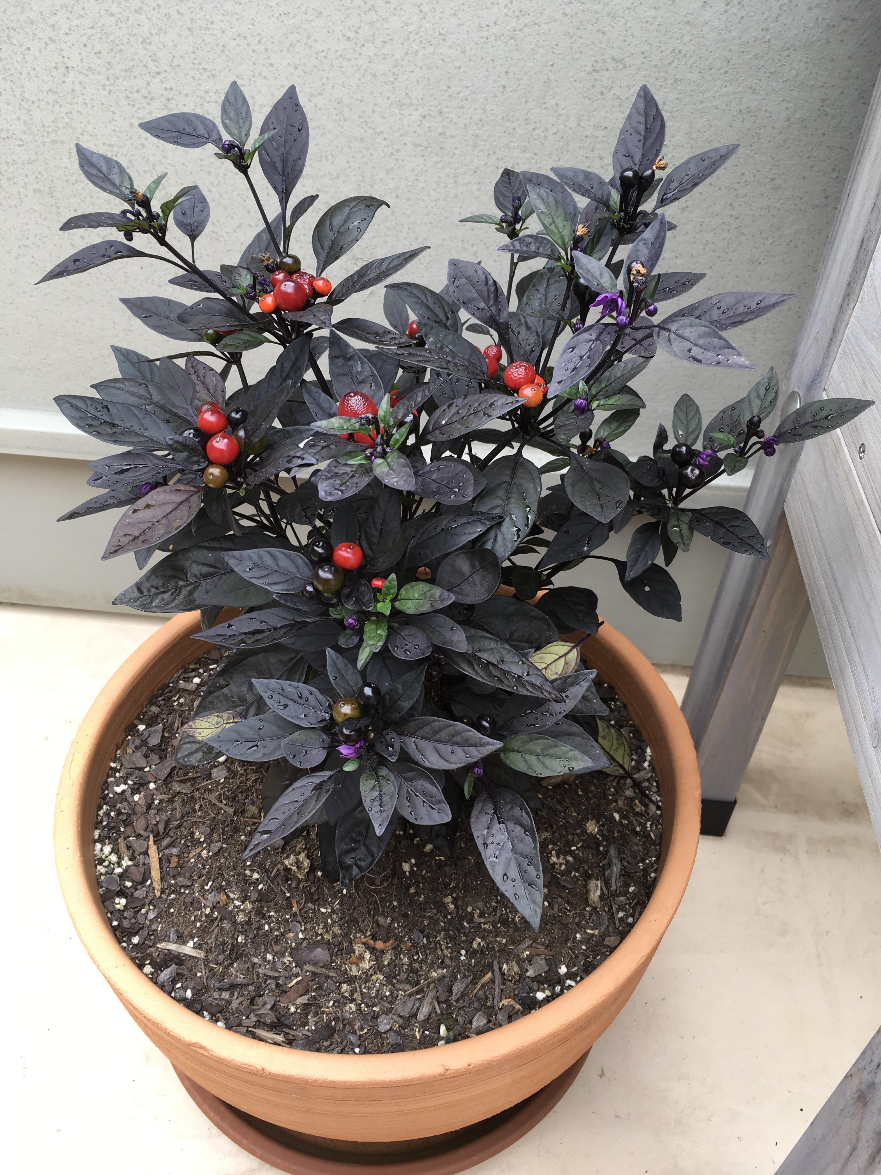 Black Pearl Pepper. Very interesting/striking plant. r/HotPeppers