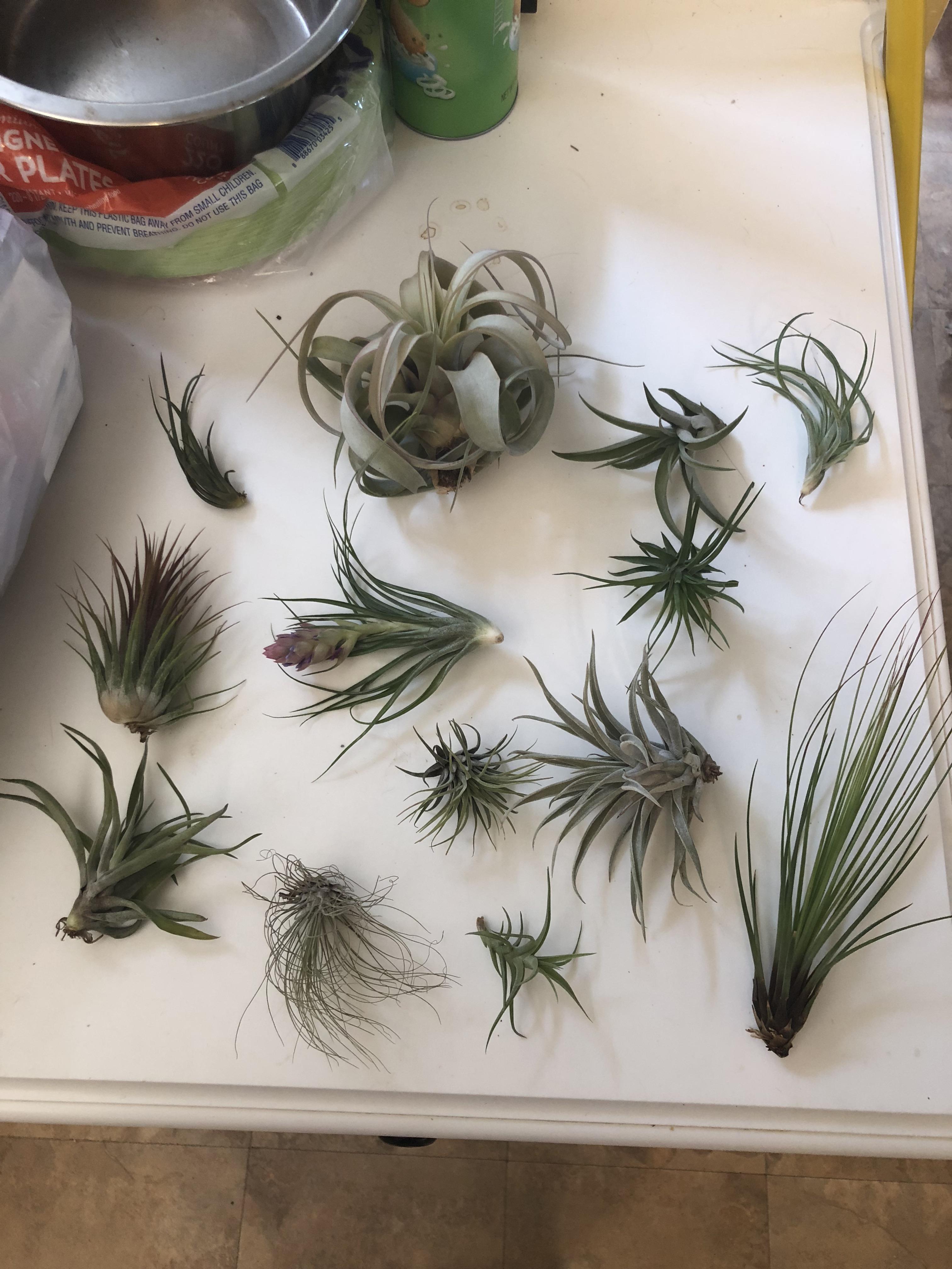 My air plant hub order. I’m insanely excited, I had