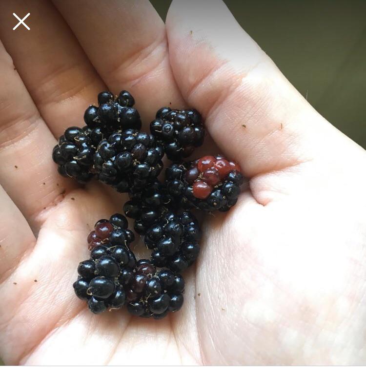 Are these blackberries or a lookalike? r/Berries