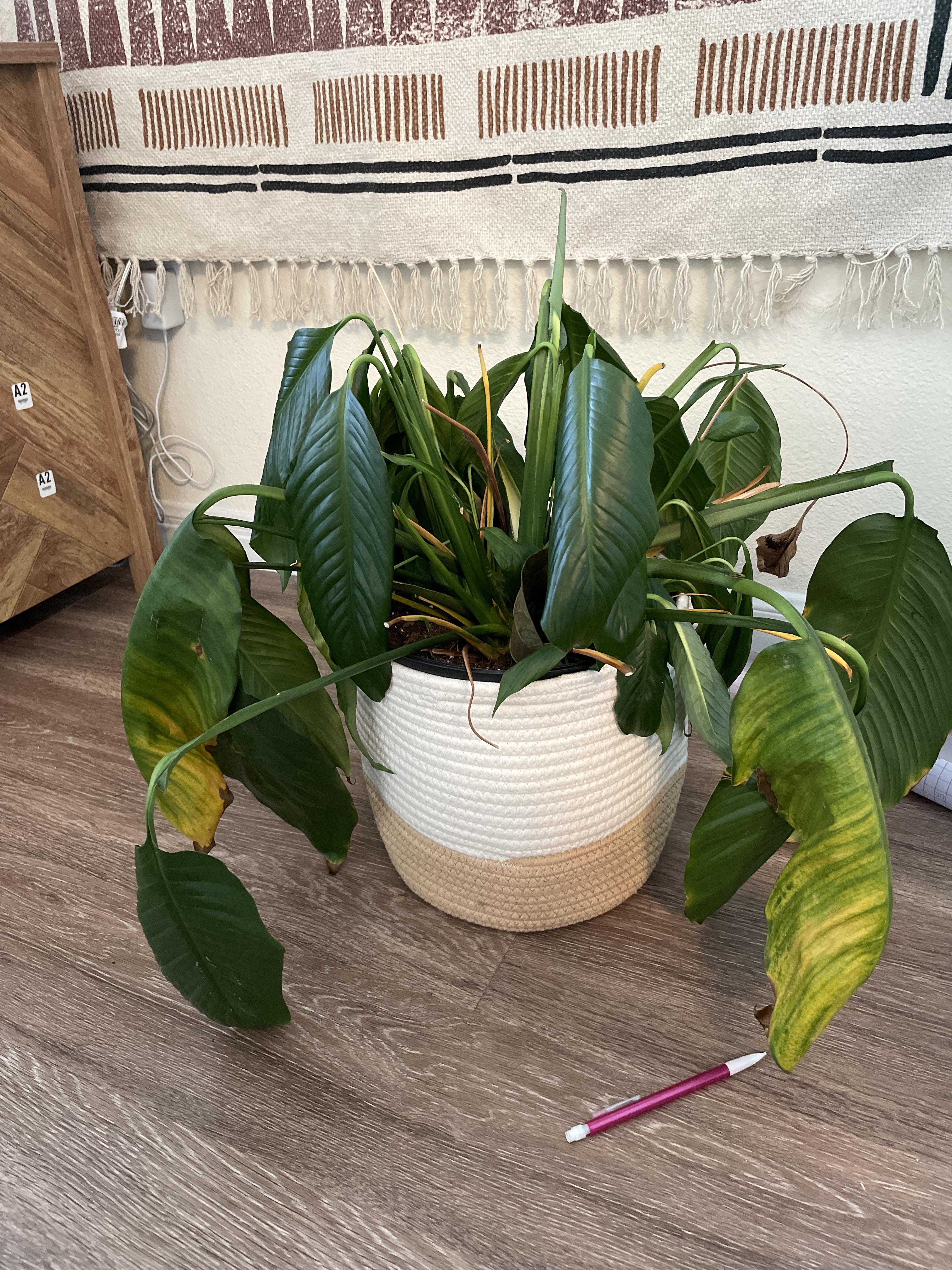 Peace lily wilting r/plantclinic