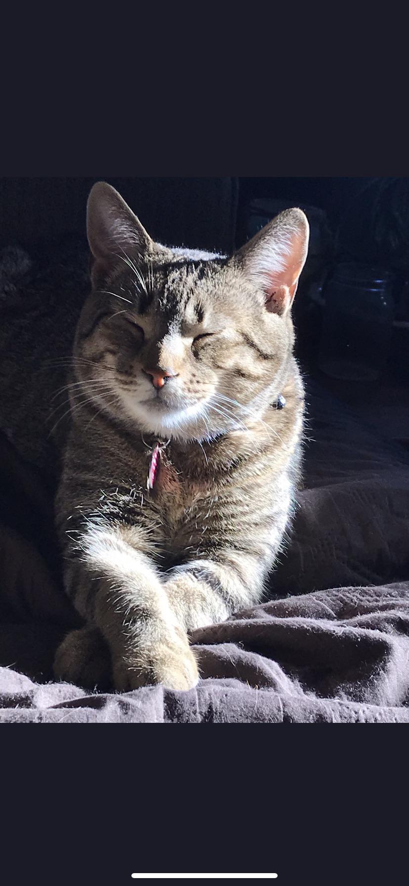 A beautiful shot of a beautiful cat. r/BaskingCats