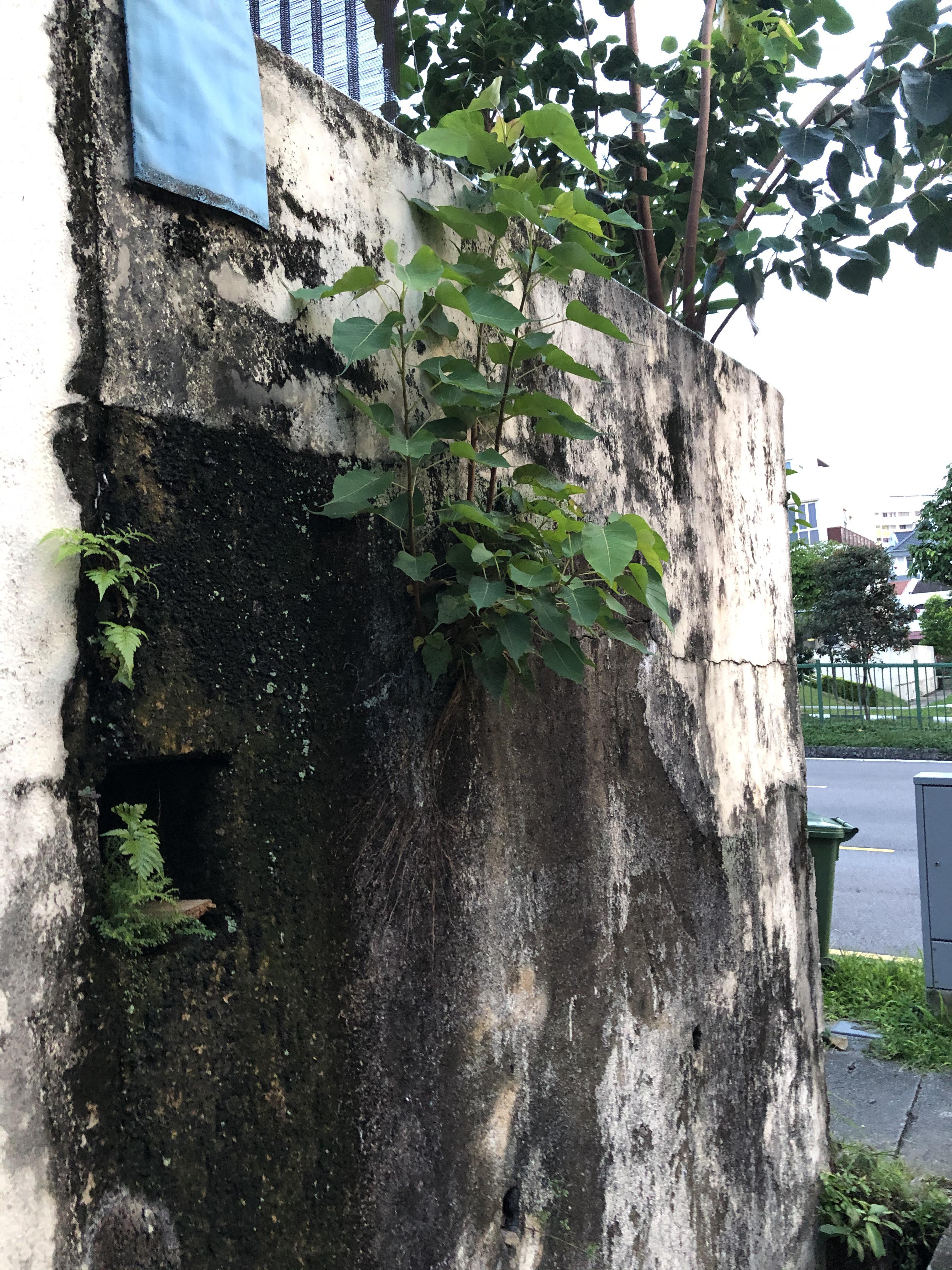 Singapore tree grows from concrete. r/SingaporeRaw