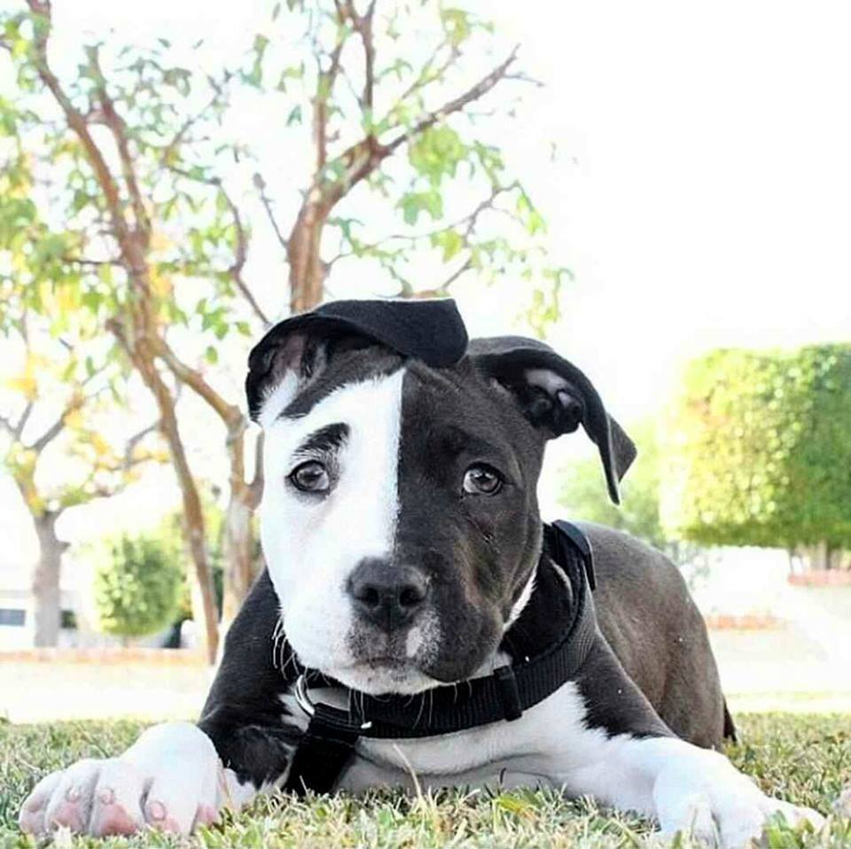 Black And White Pit Bull Puppy imgdoozy